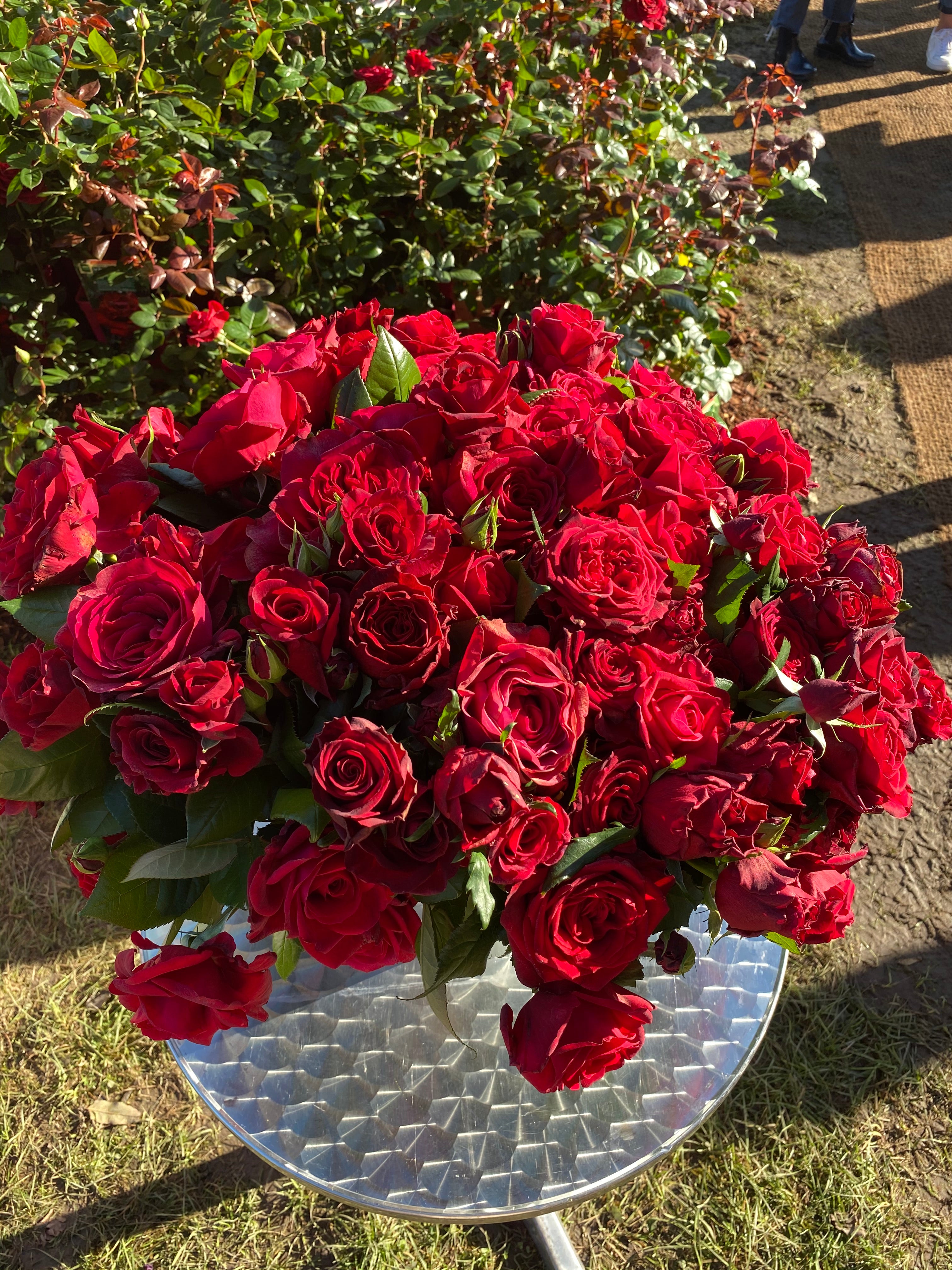 Hybrid Tea Rose - La Rose Monsieur®