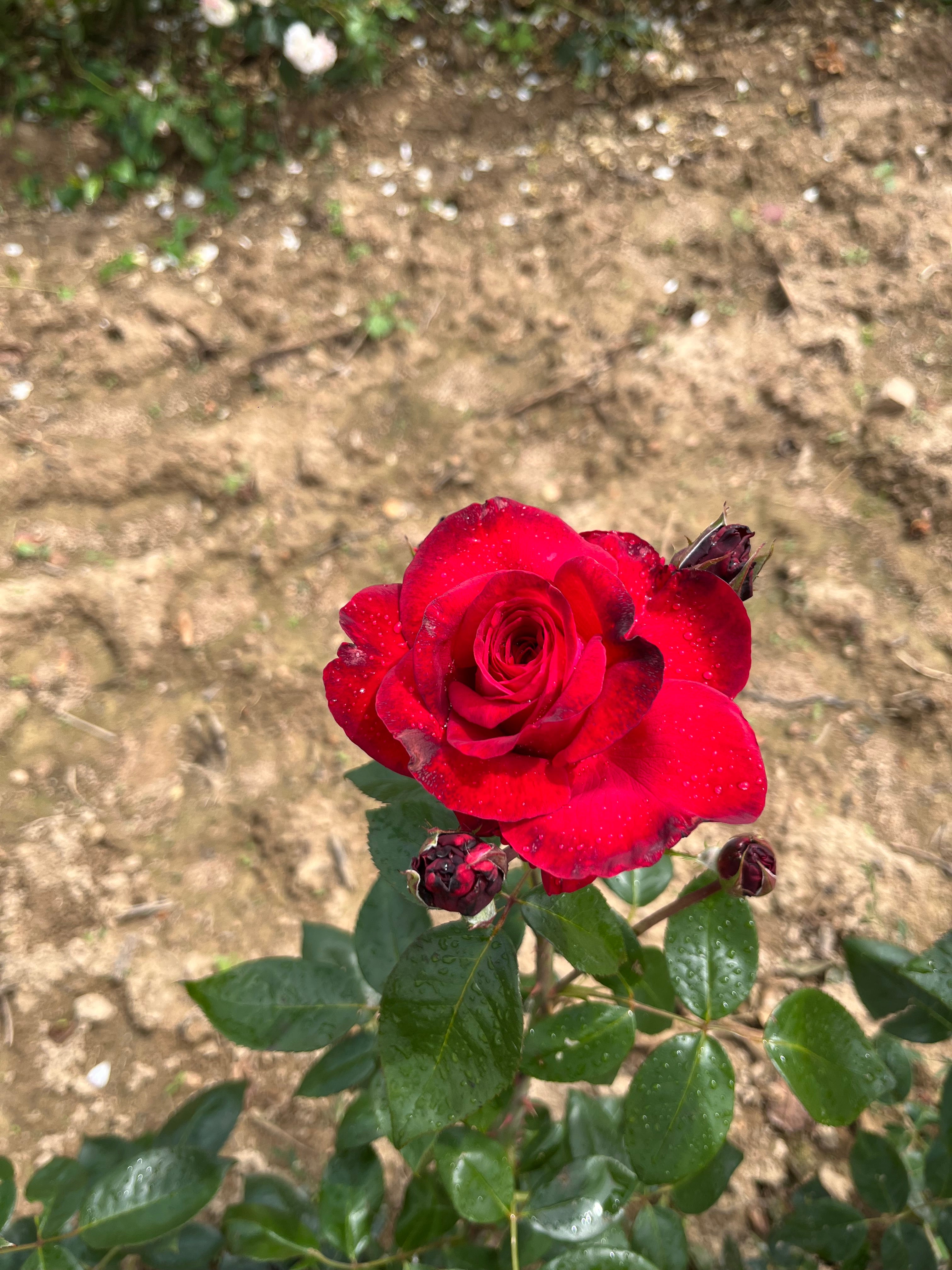 Rosier Hybride de Thé - La Rose Monsieur®