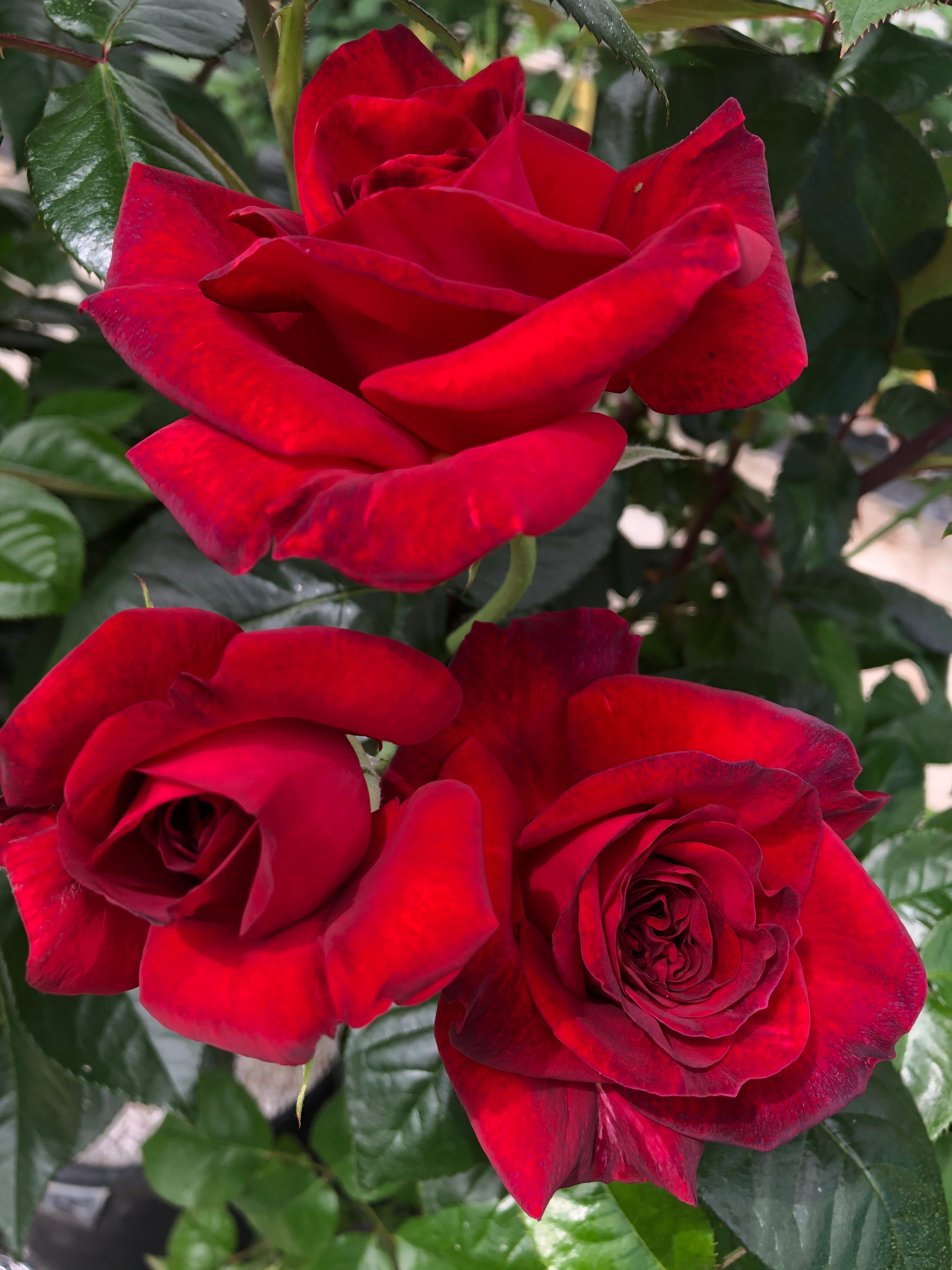 Rosier Hybride de Thé - La Rose Monsieur®