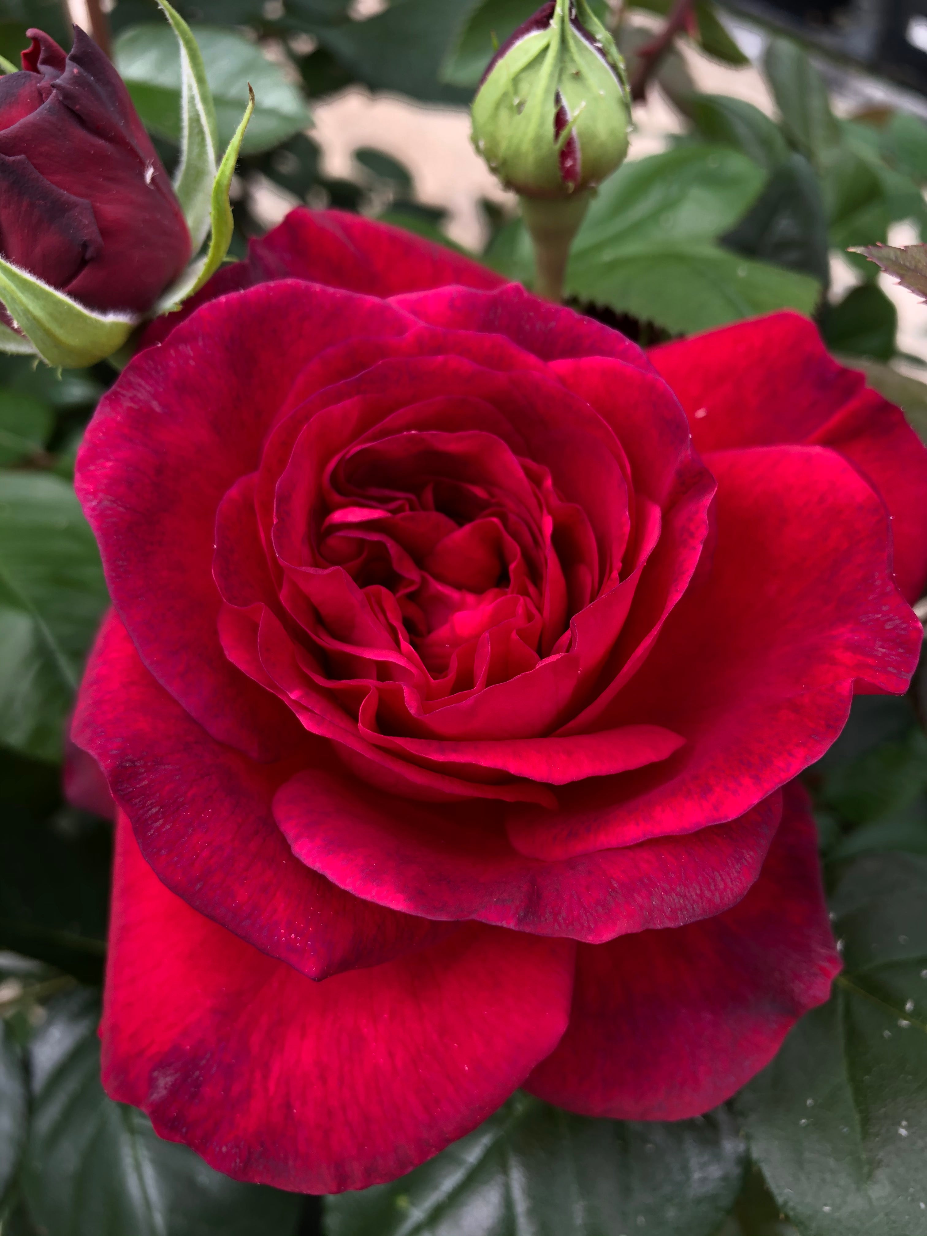 Rosier Hybride de Thé - La Rose Monsieur®