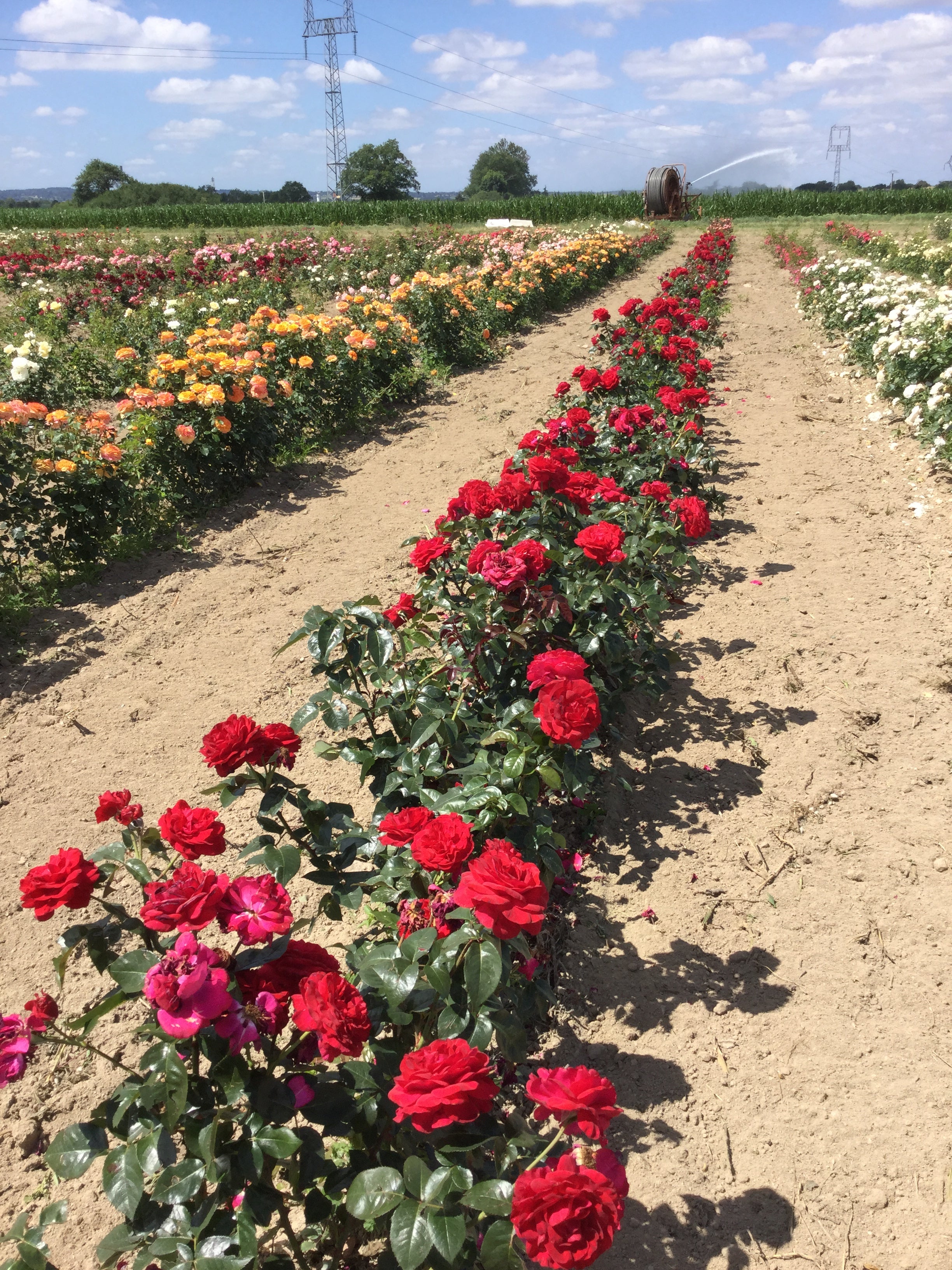 Rosier Hybride de Thé - La Rose Monsieur®