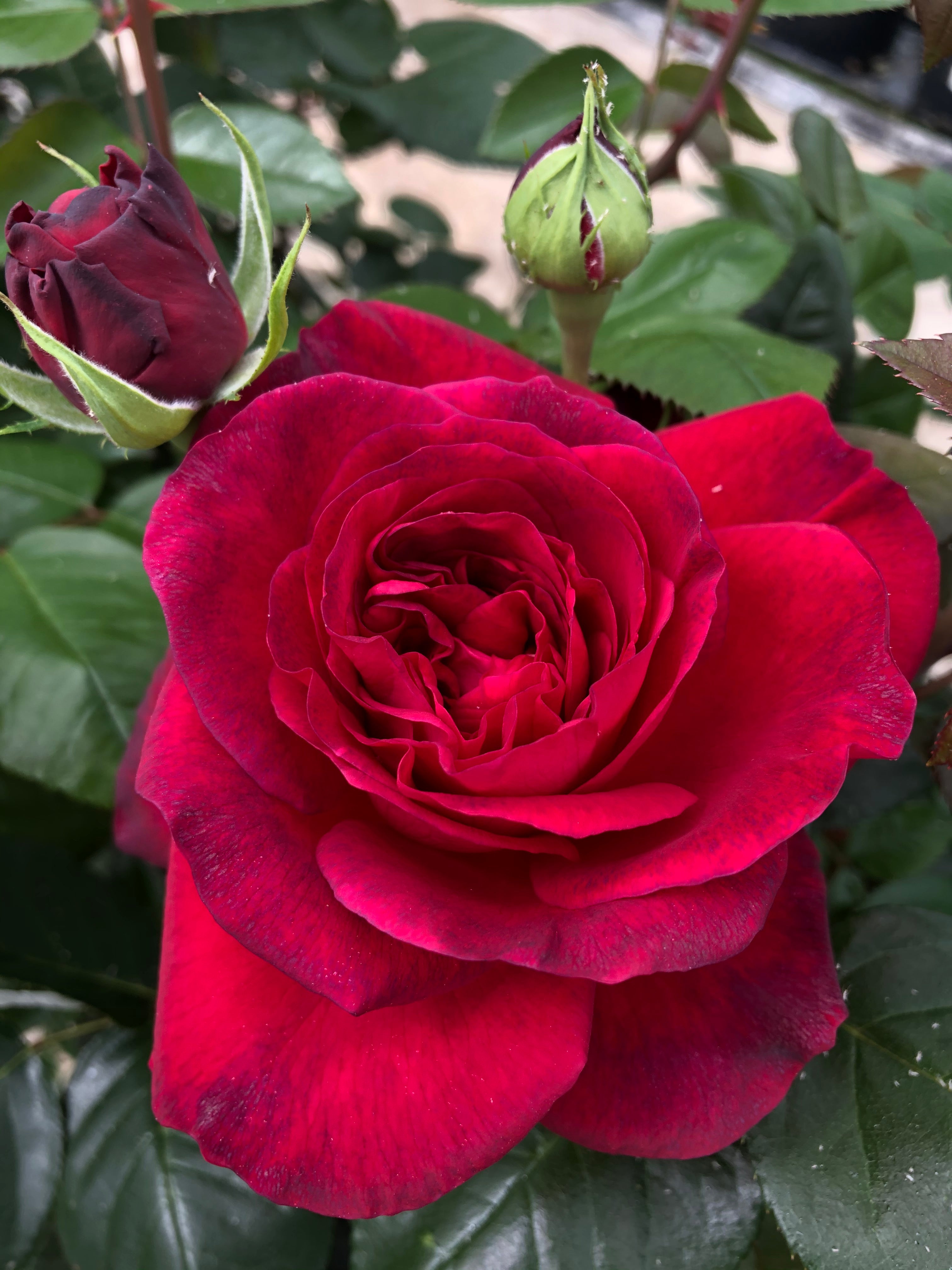 Rosier Hybride de Thé - La Rose Monsieur®
