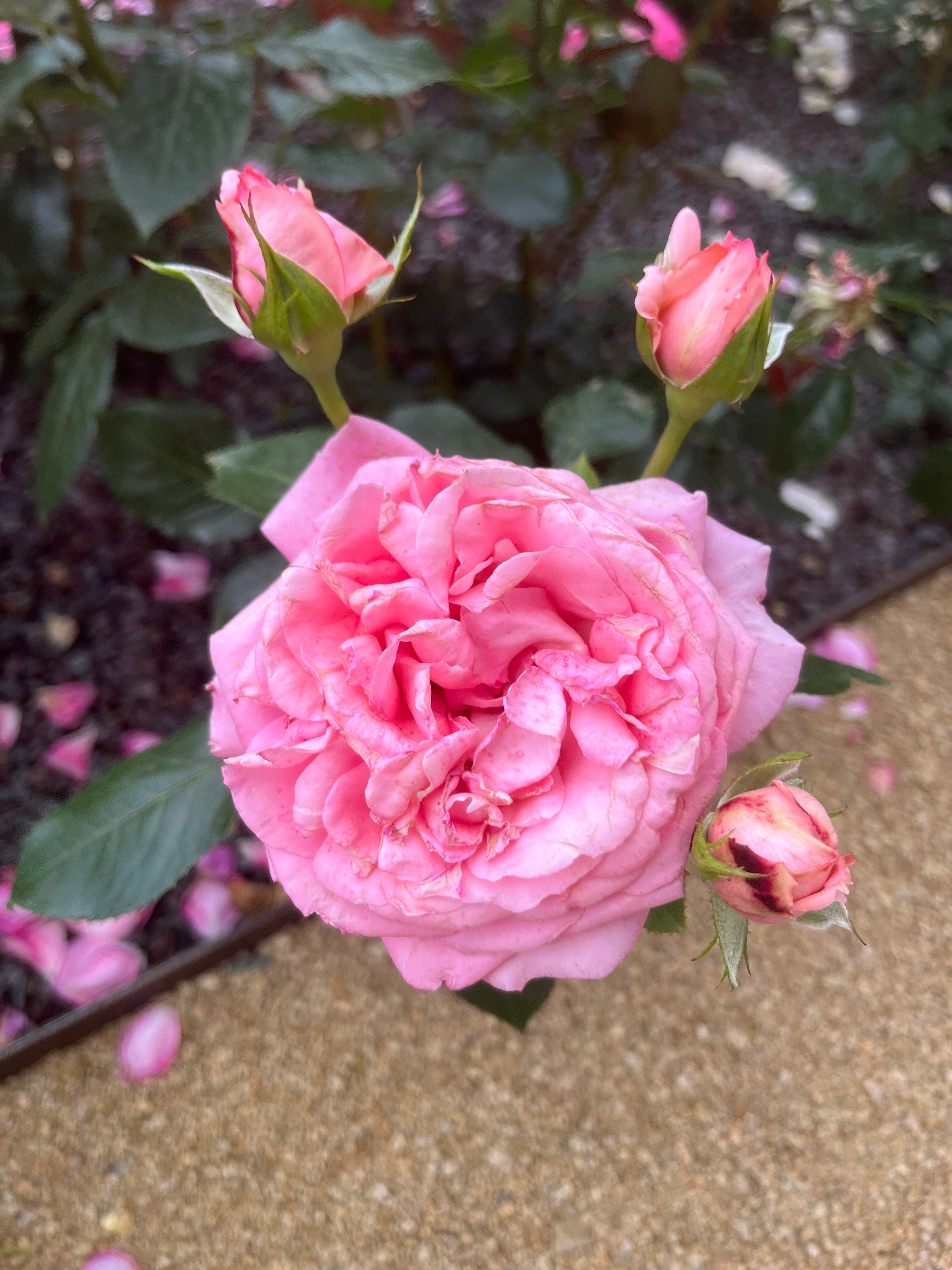 Floribunda Rose de Molinard®