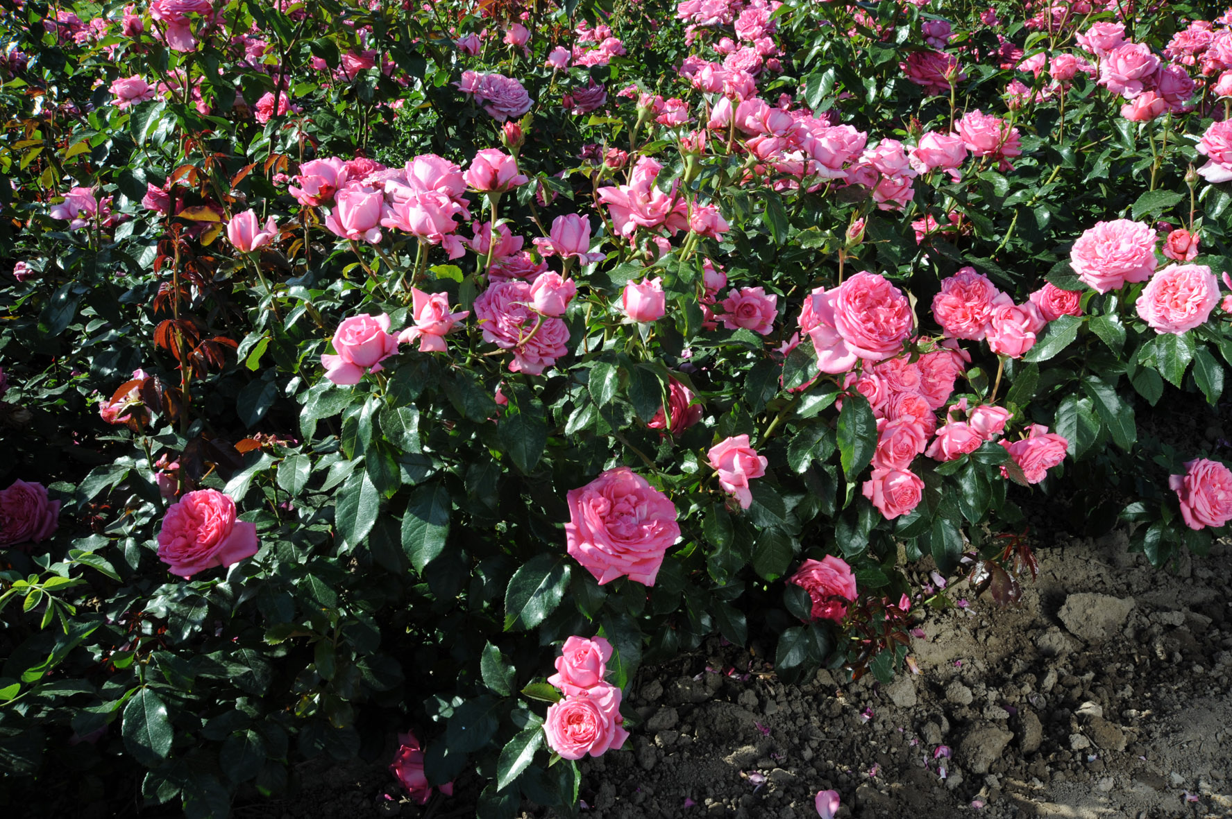 Floribunda Rose de Molinard®
