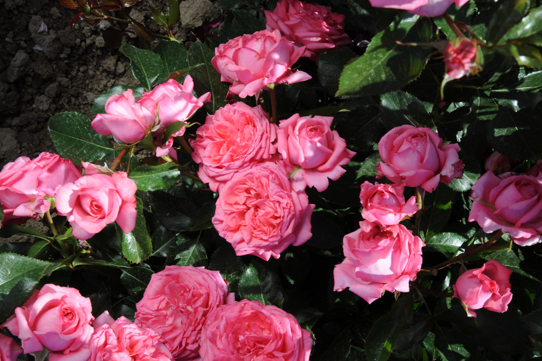 Floribunda Rose de Molinard®