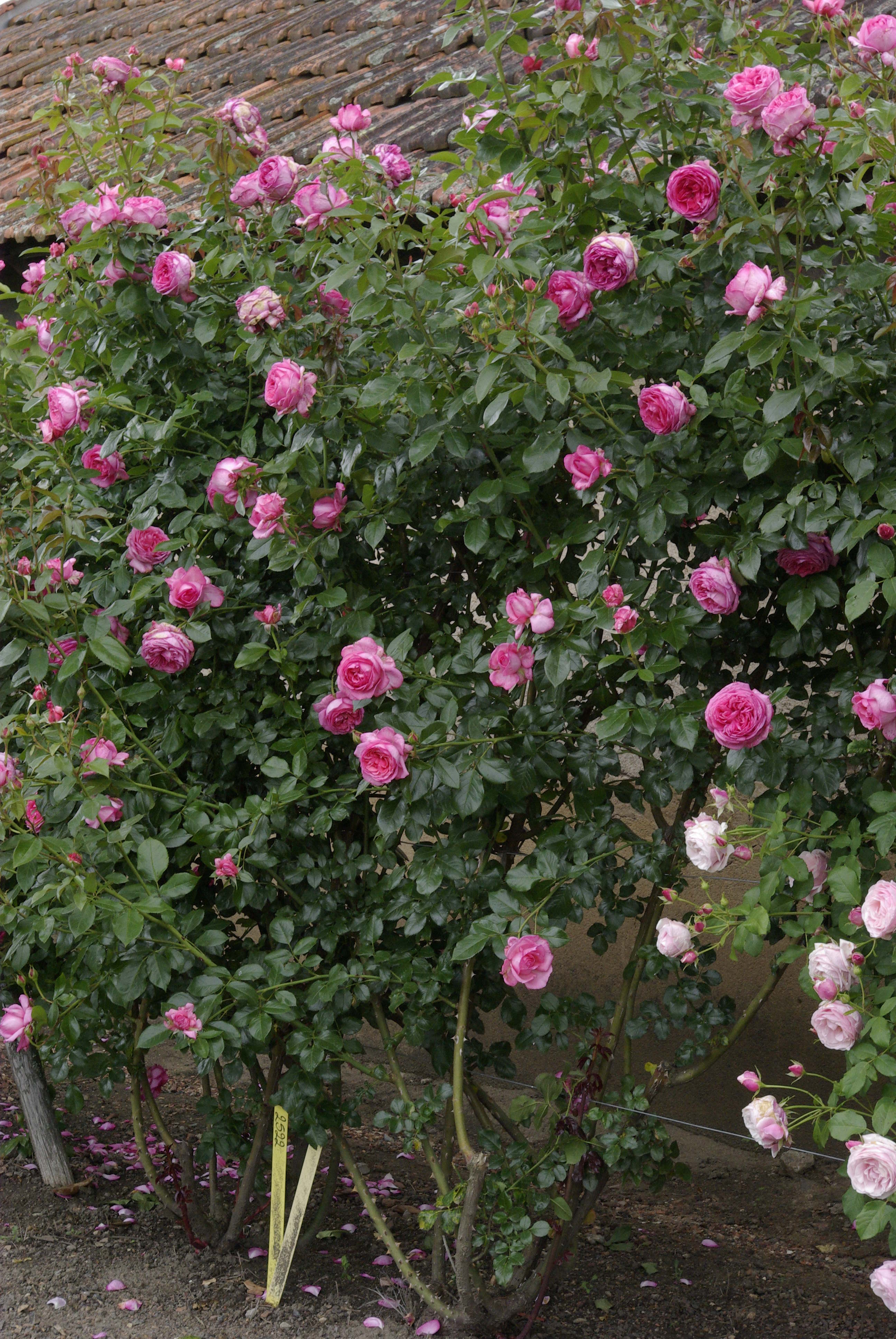 Floribunda Rose de Molinard®
