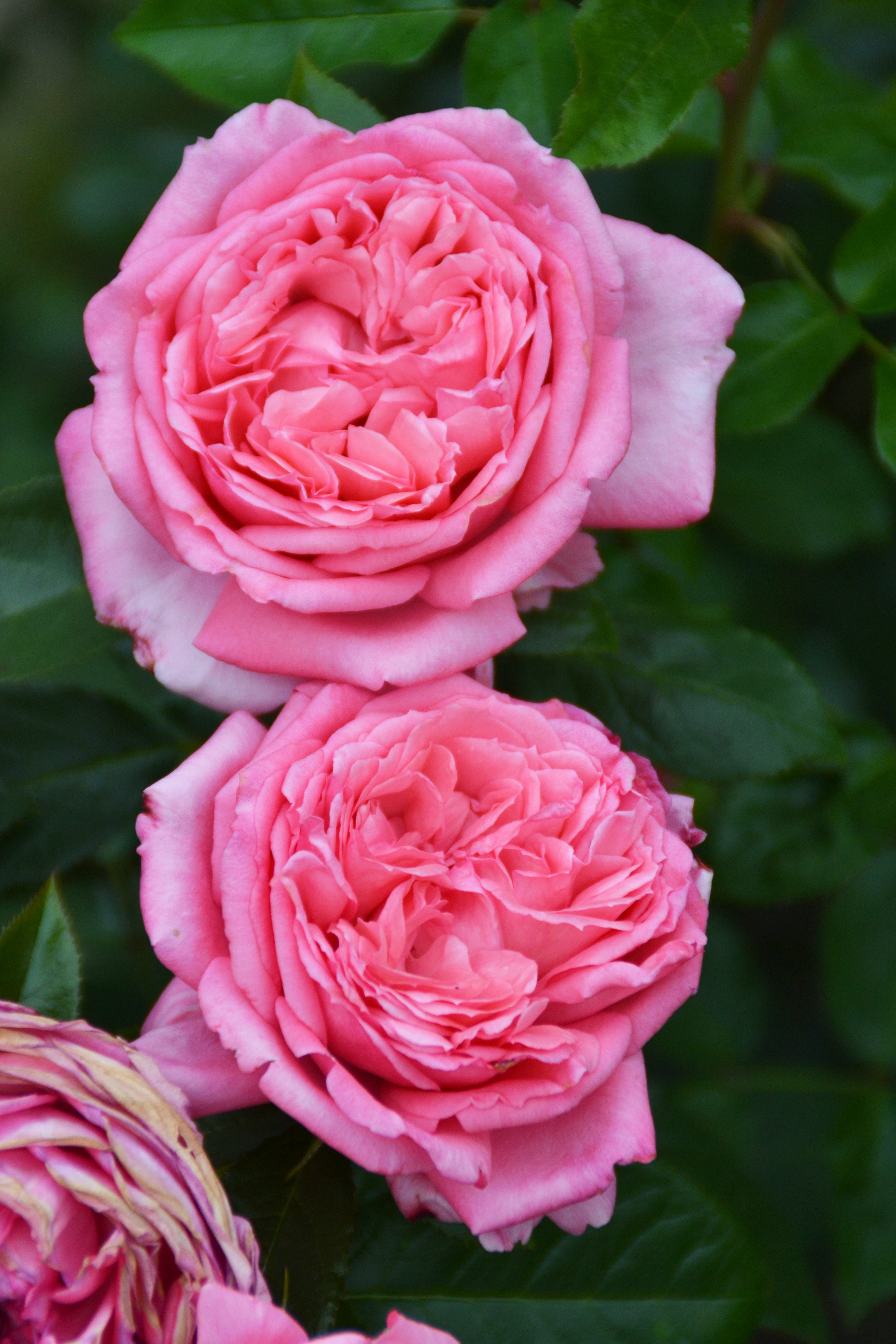 Floribunda Rose de Molinard®