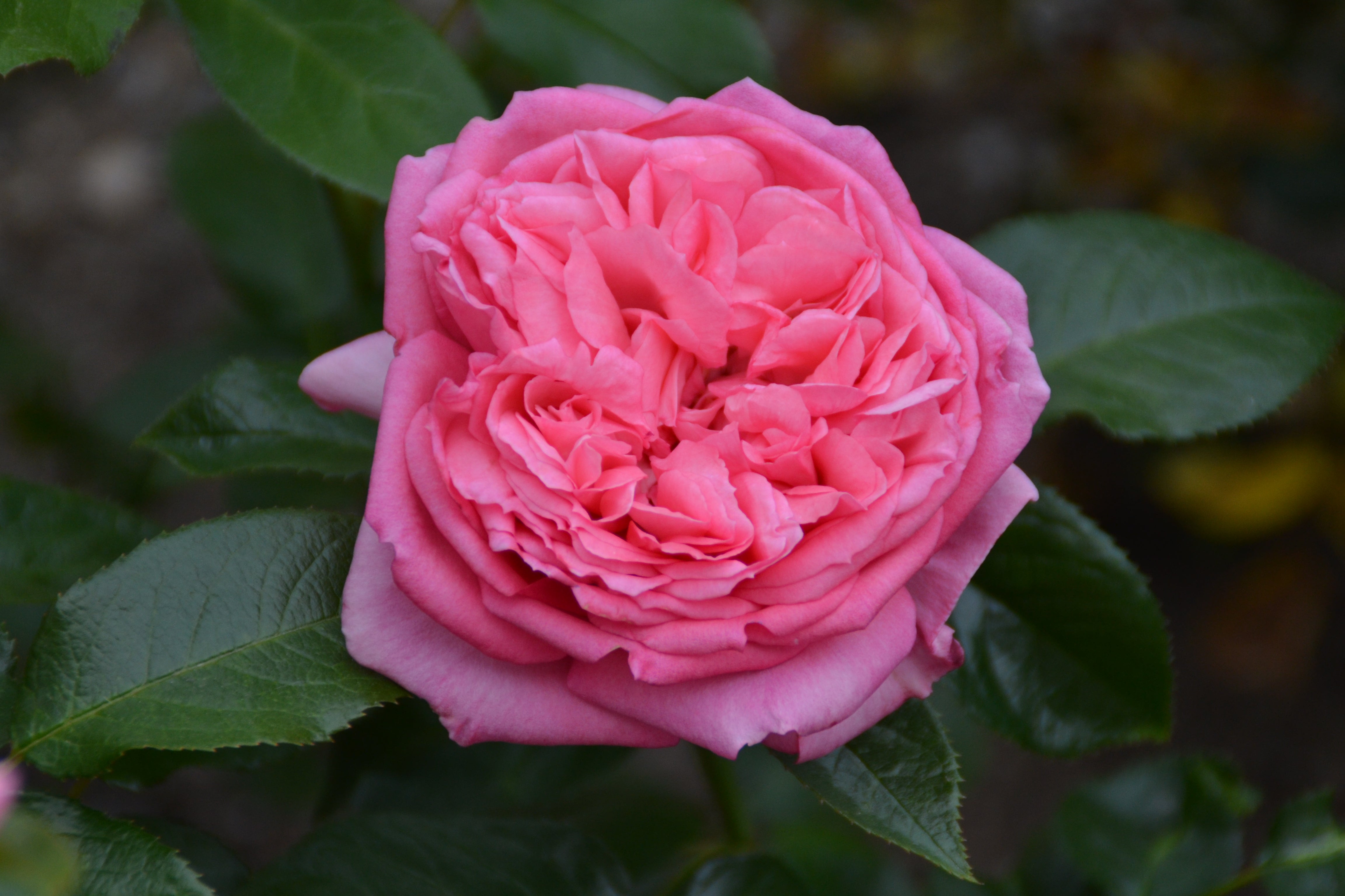 Floribunda Rose de Molinard®