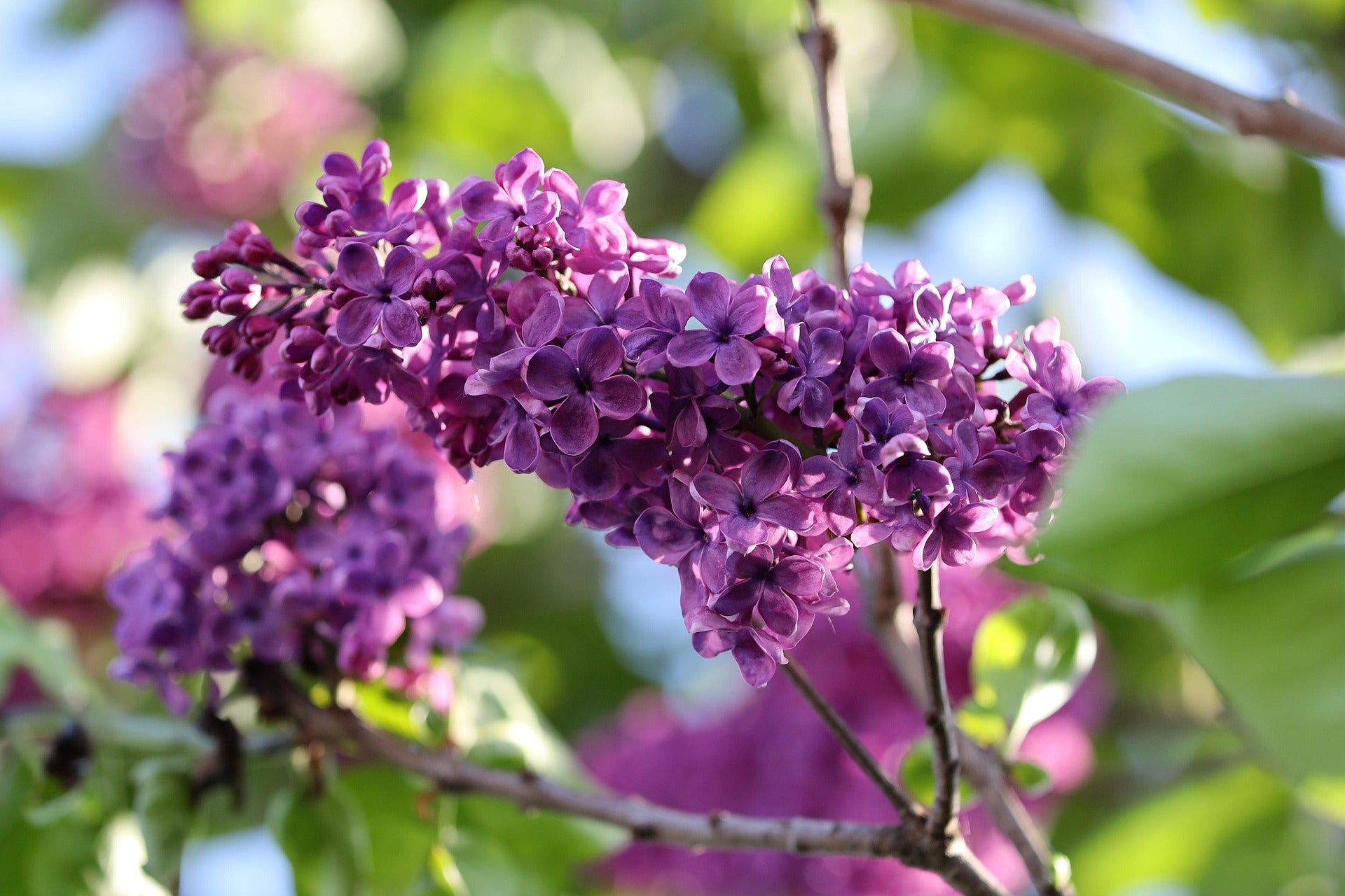 Lilac - Ludwig Spaeth-1