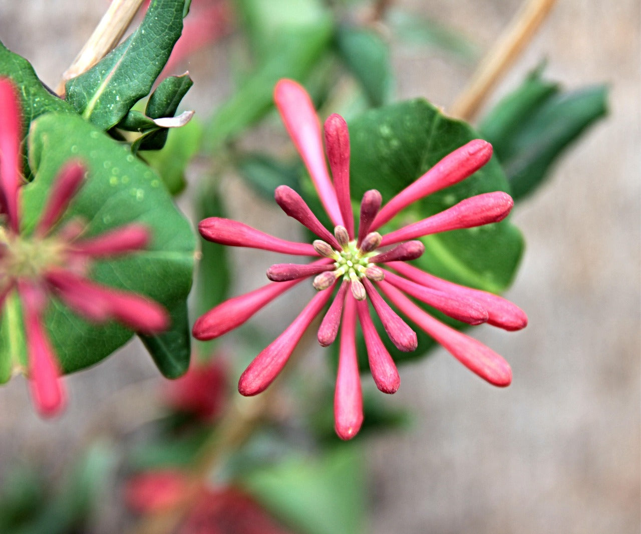 Honeysuckle - Dropmore Scarlet - 2L