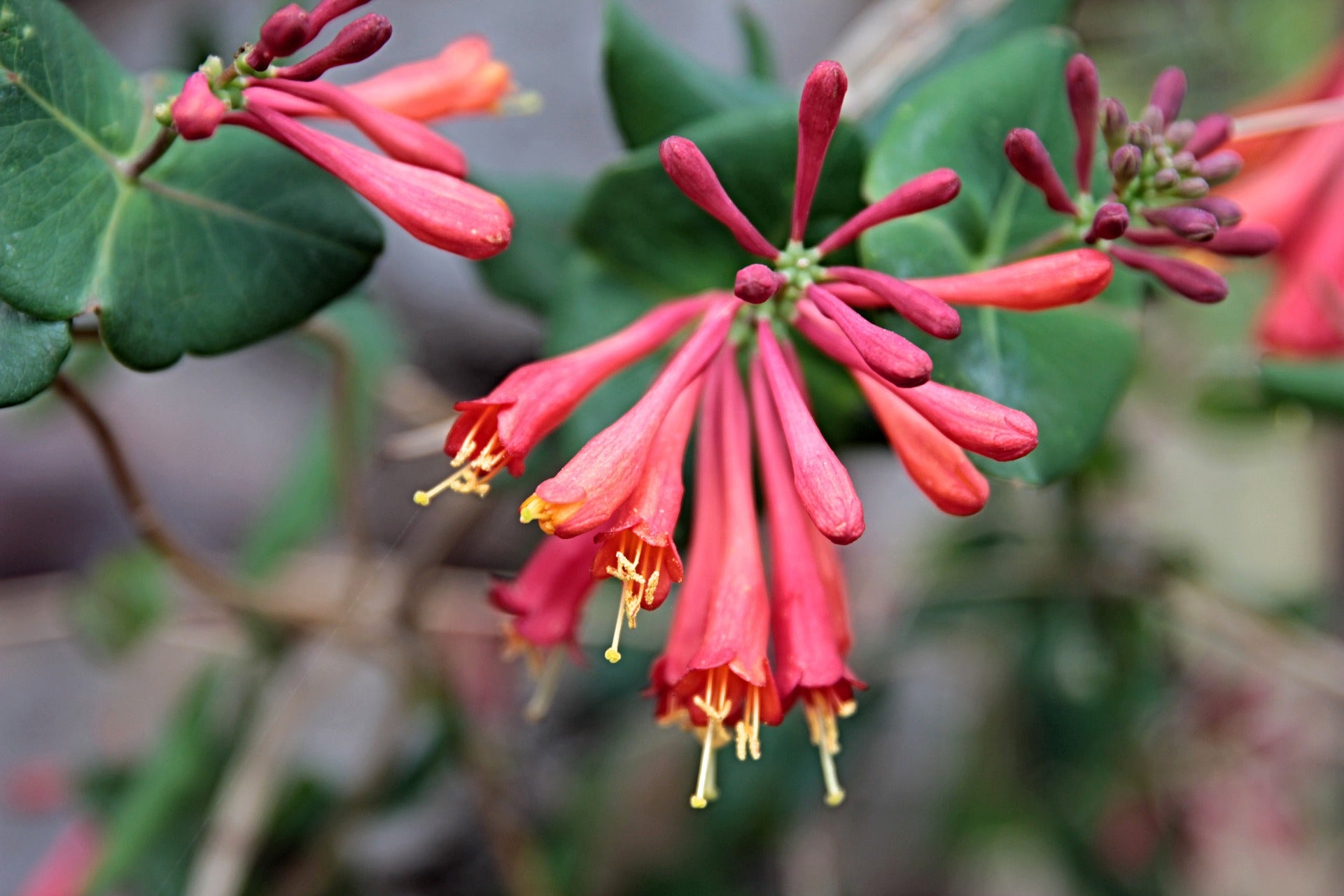Honeysuckle - Dropmore Scarlet - 2L