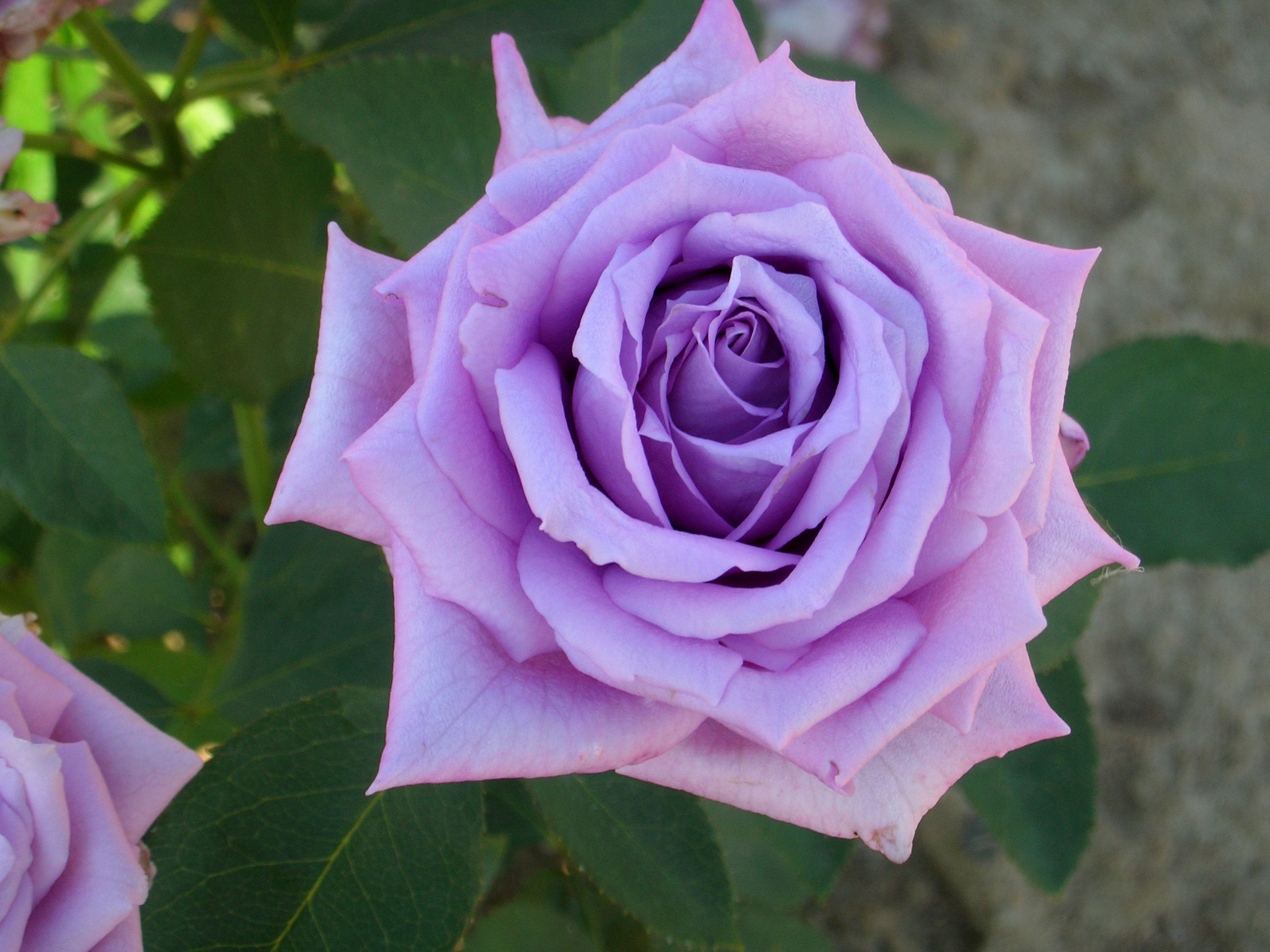 Hybrid Tea Rose - Mamy Blue®