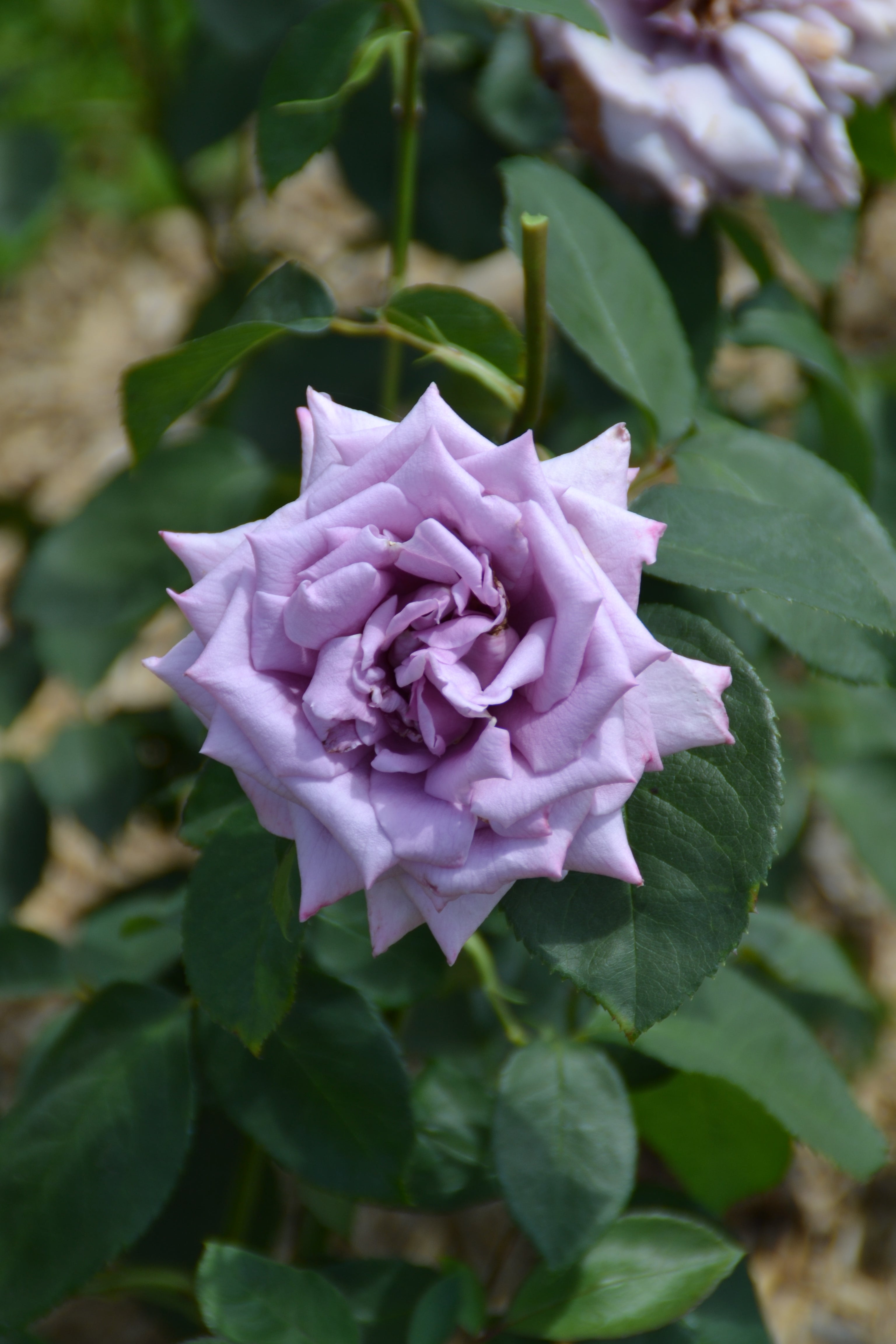 Hybrid Tea Rose - Mamy Blue®