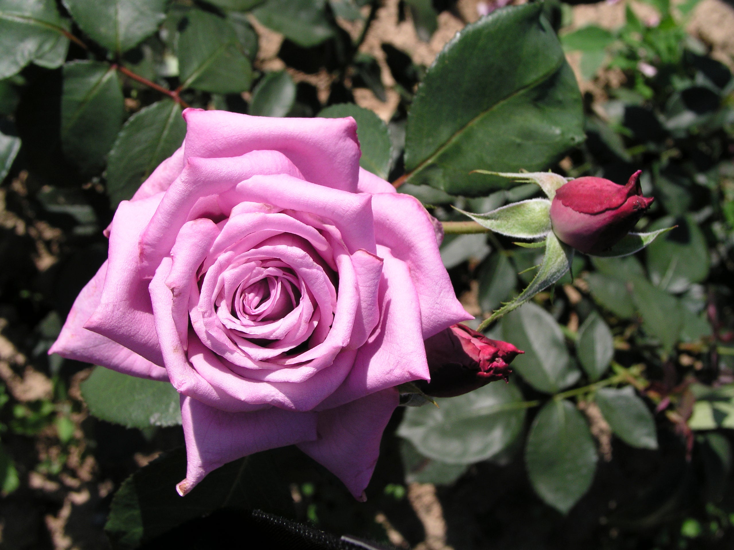 Hybrid Tea Rose - Mamy Blue®
