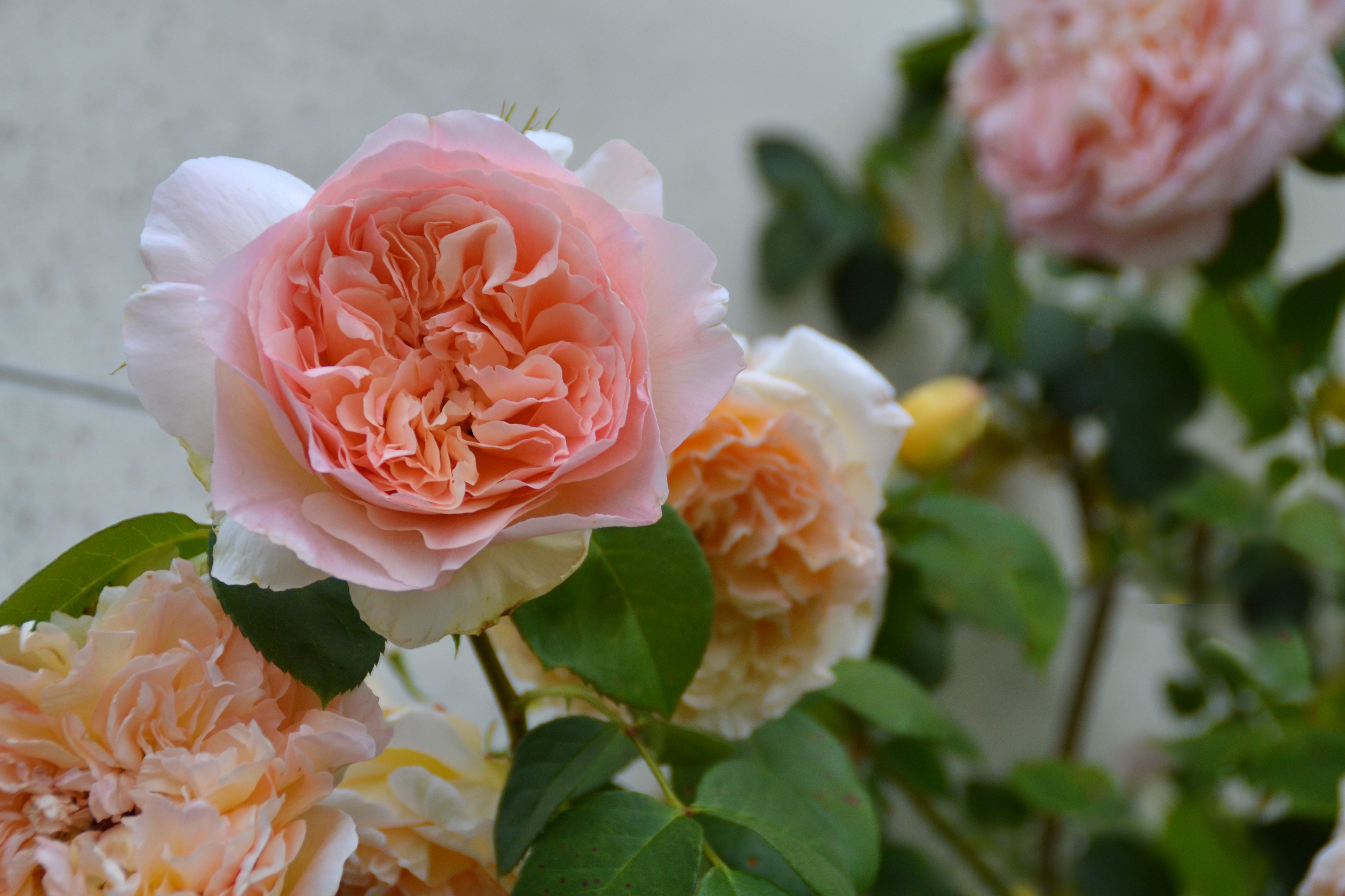 Climbing Rose - Papi Delbard®