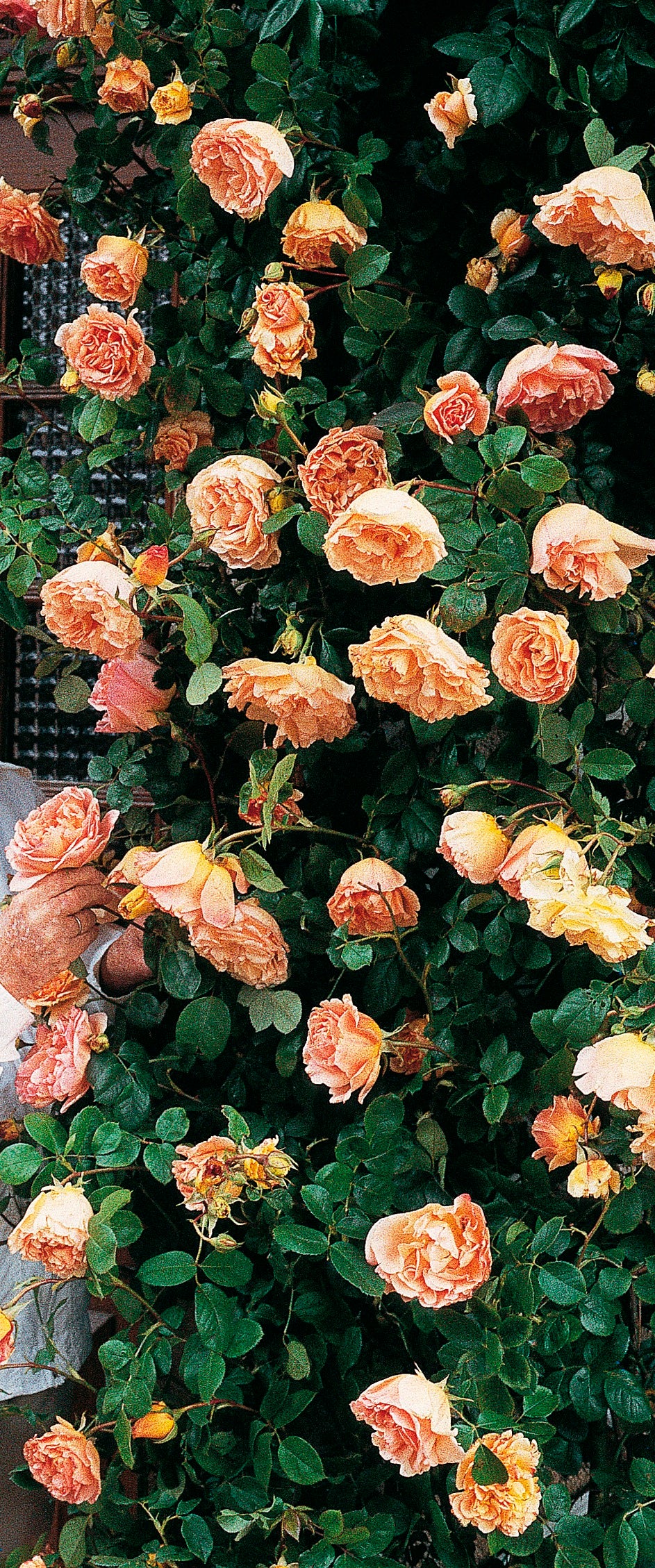 Climbing Rose - Papi Delbard®