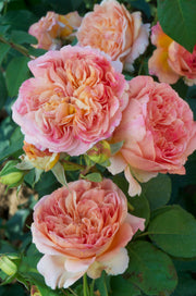 Climbing Rose - Papi Delbard®
