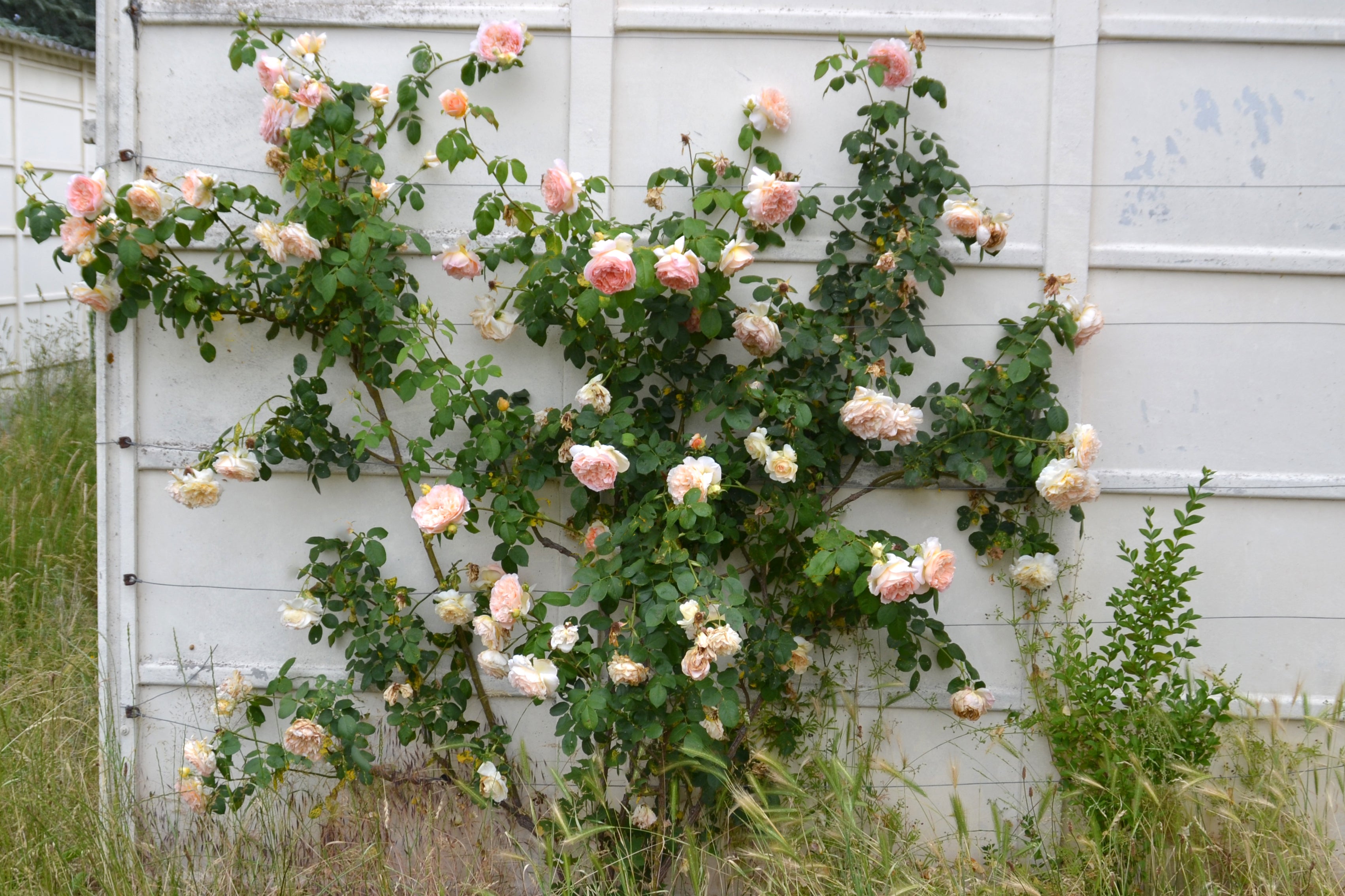 Climbing Rose - Papi Delbard®