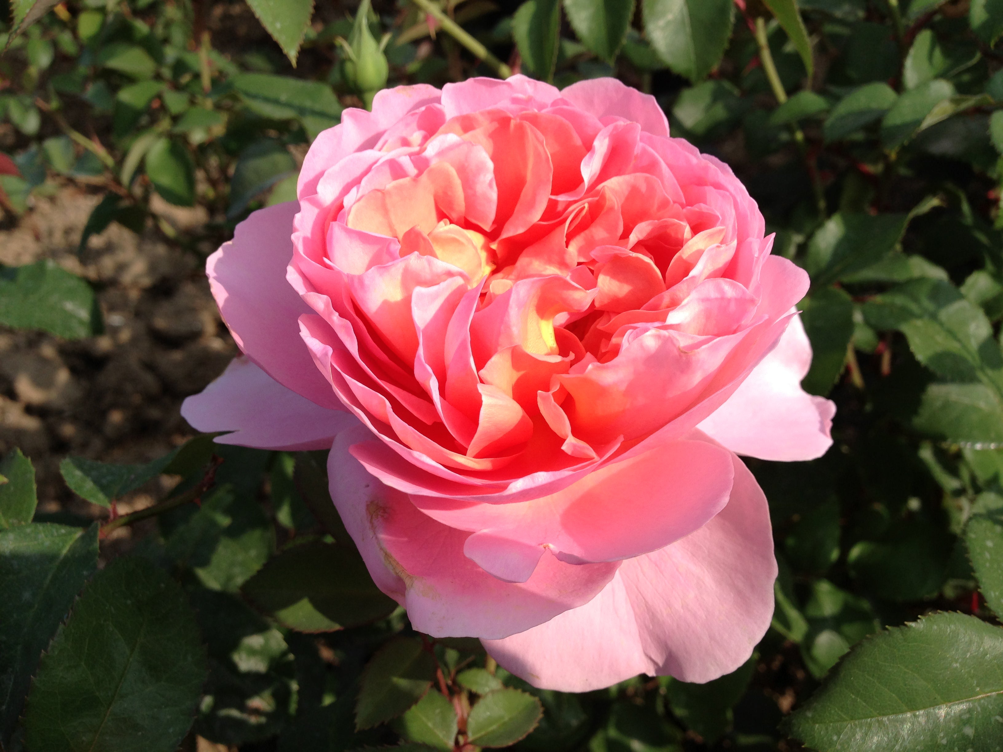 Climbing Rose - Papi Delbard®