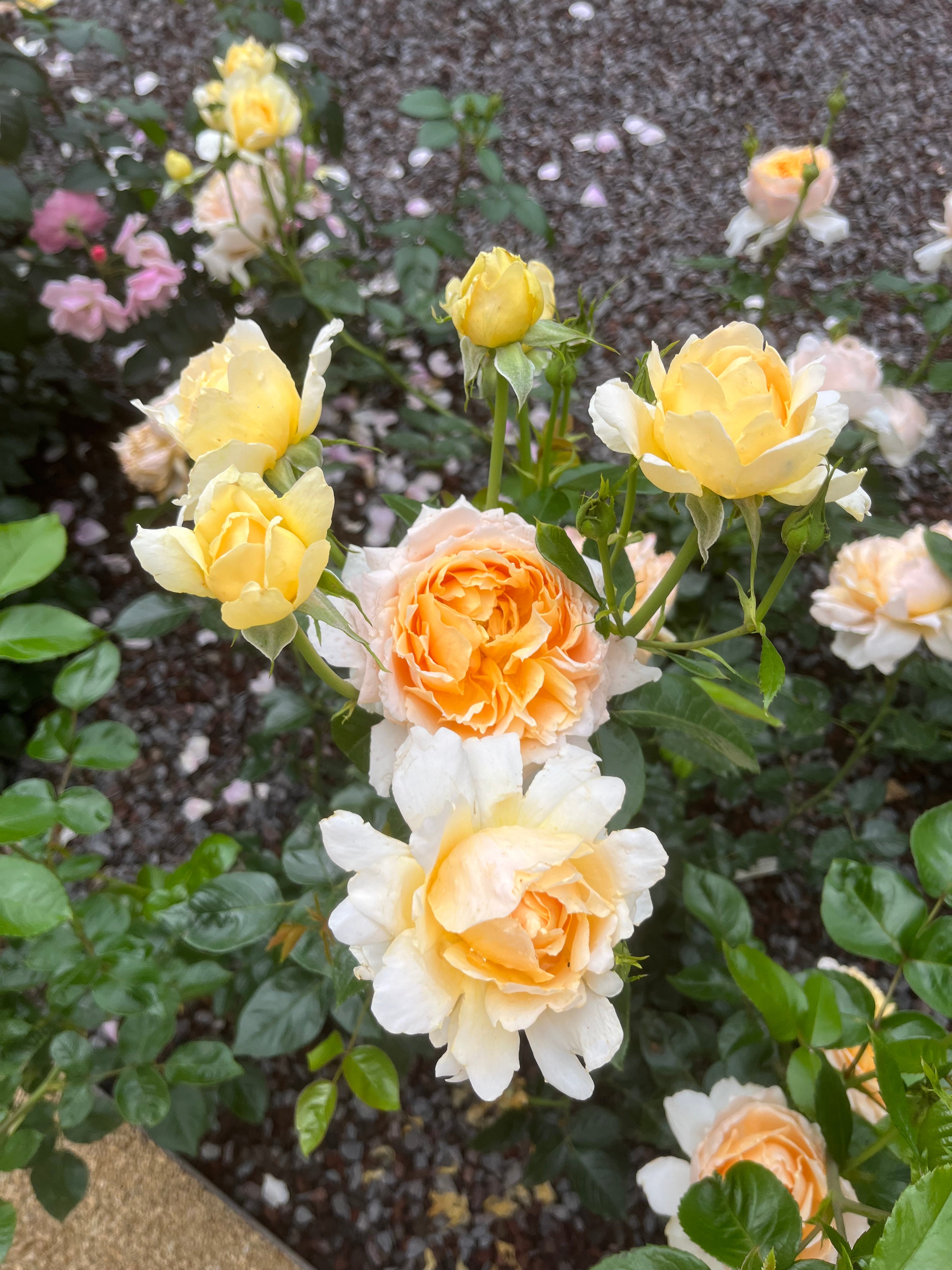 Floribunda Rose - Patrick Devedjian®