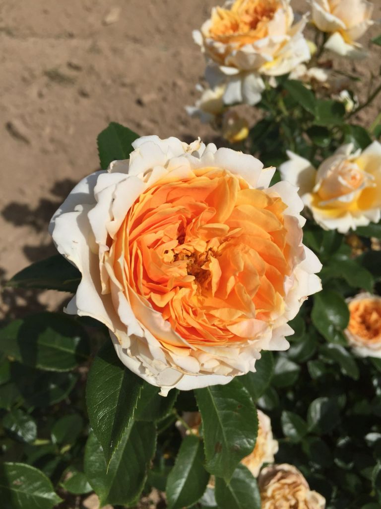 Floribunda Rose - Patrick Devedjian®
