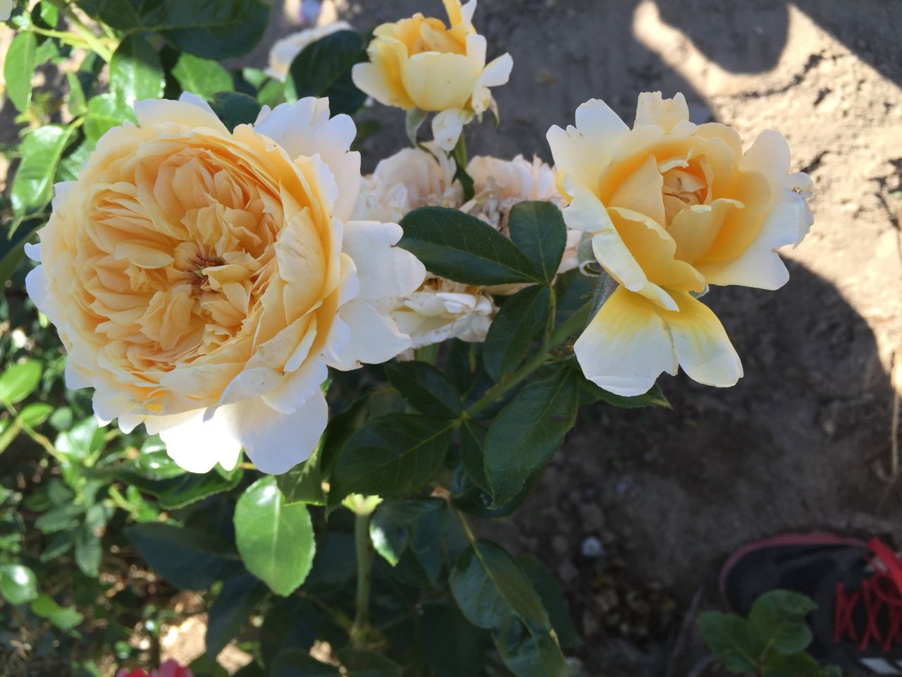 Floribunda Rose - Patrick Devedjian®
