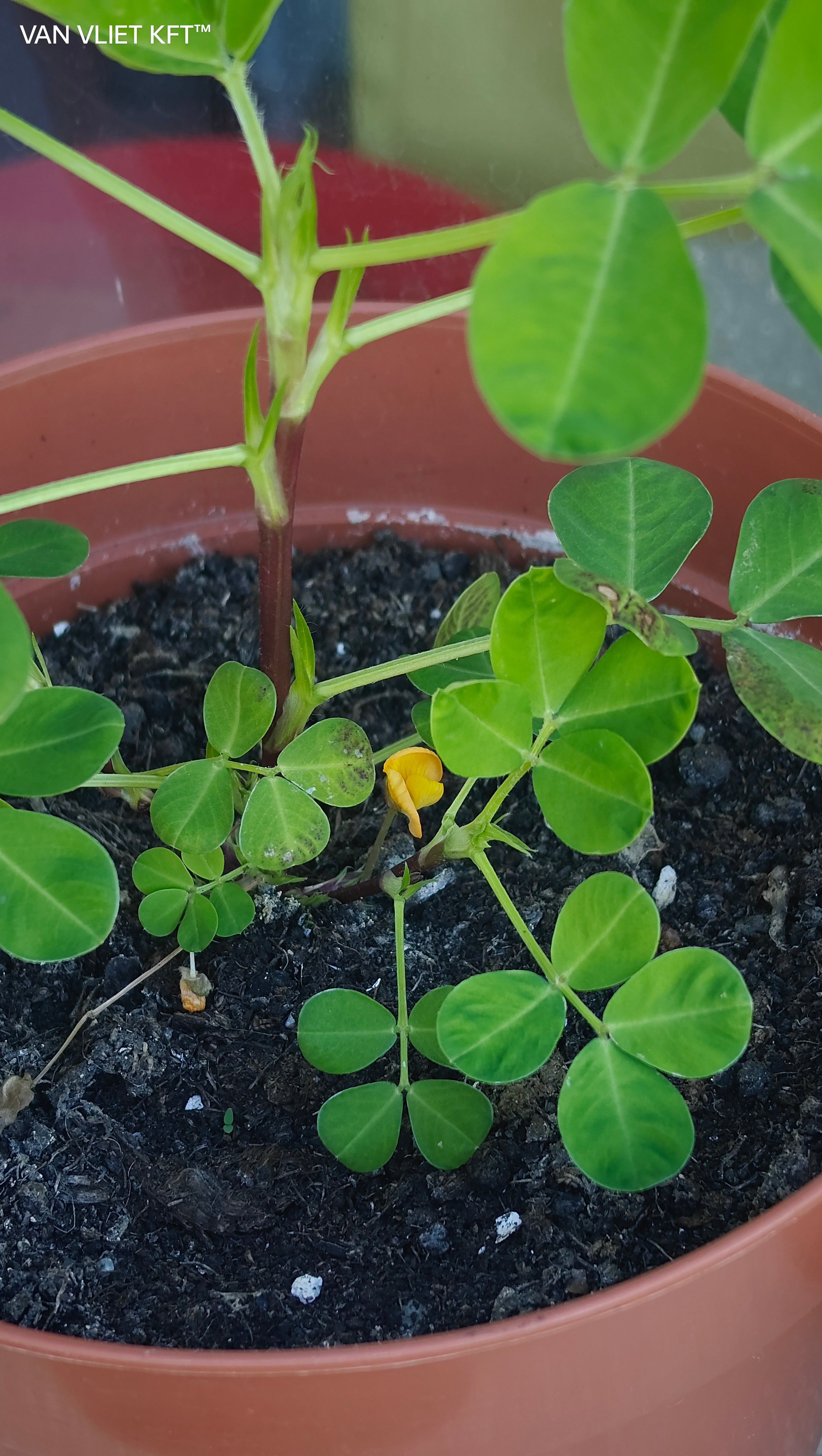 Pots de culture pour cacahuètes
