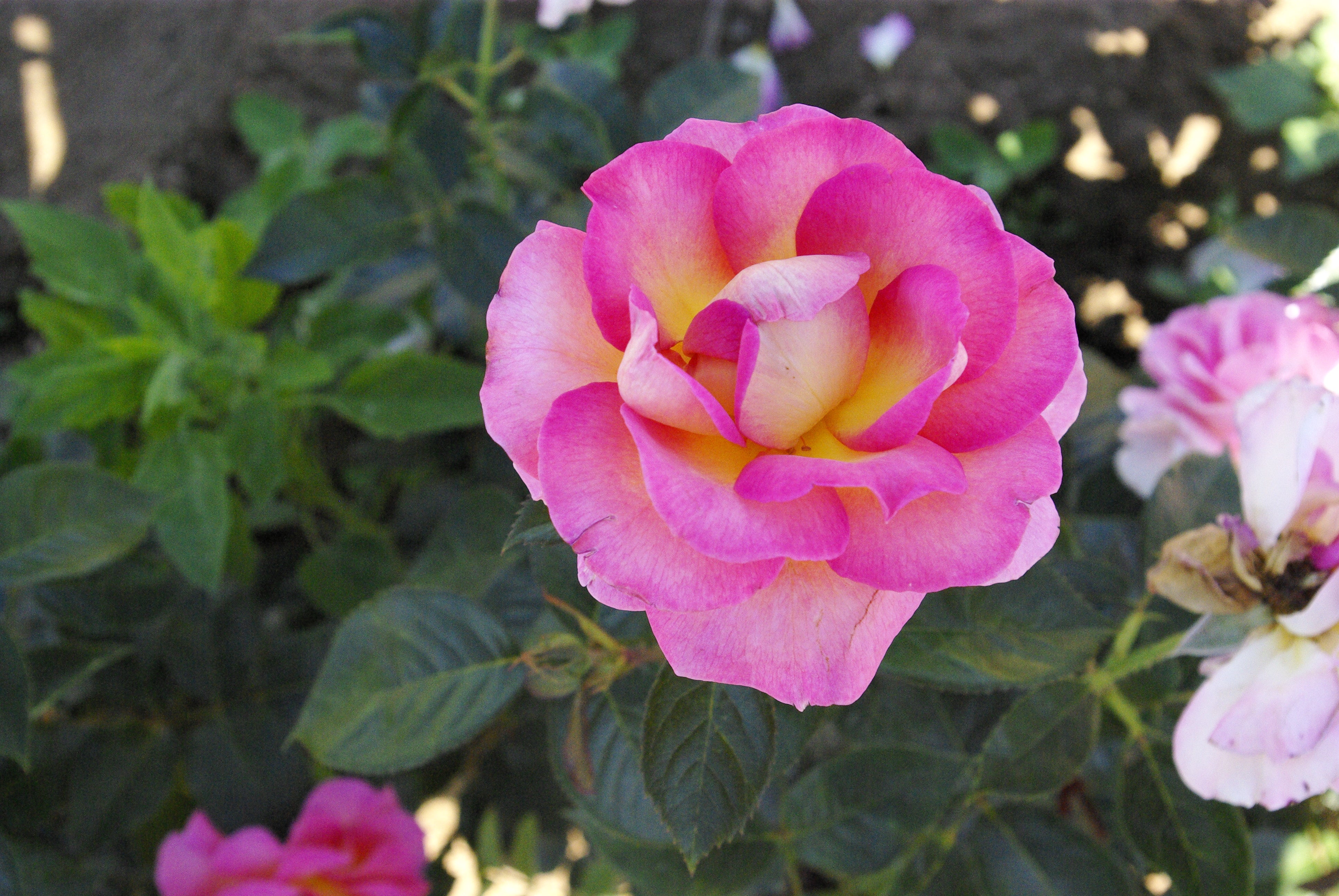 Hybrid Tea Rose - Pink Paradise®