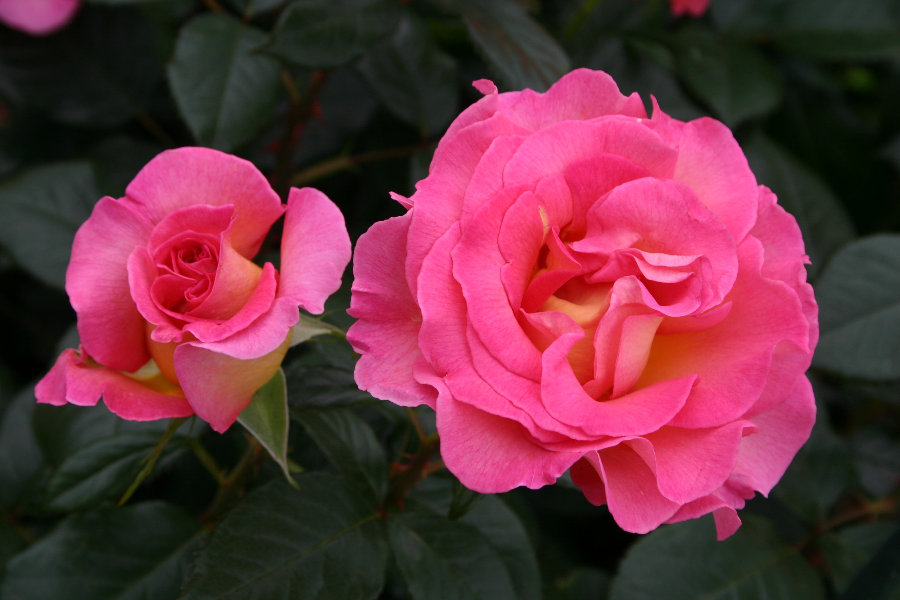 Edelrose - Pink Paradise®