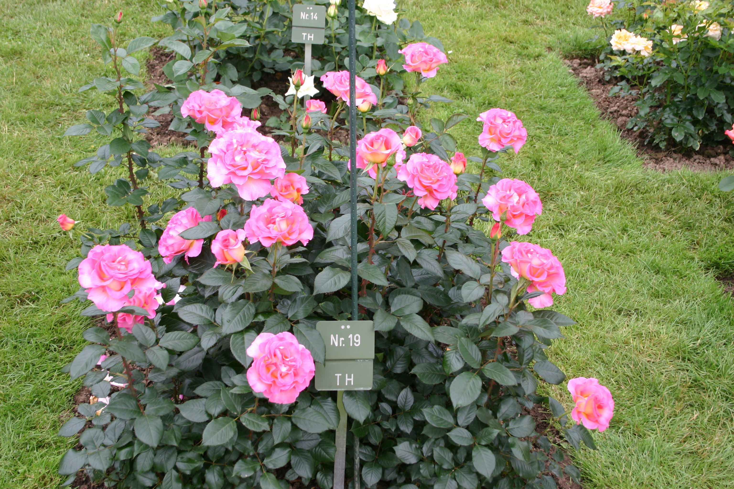 Edelrose - Pink Paradise®