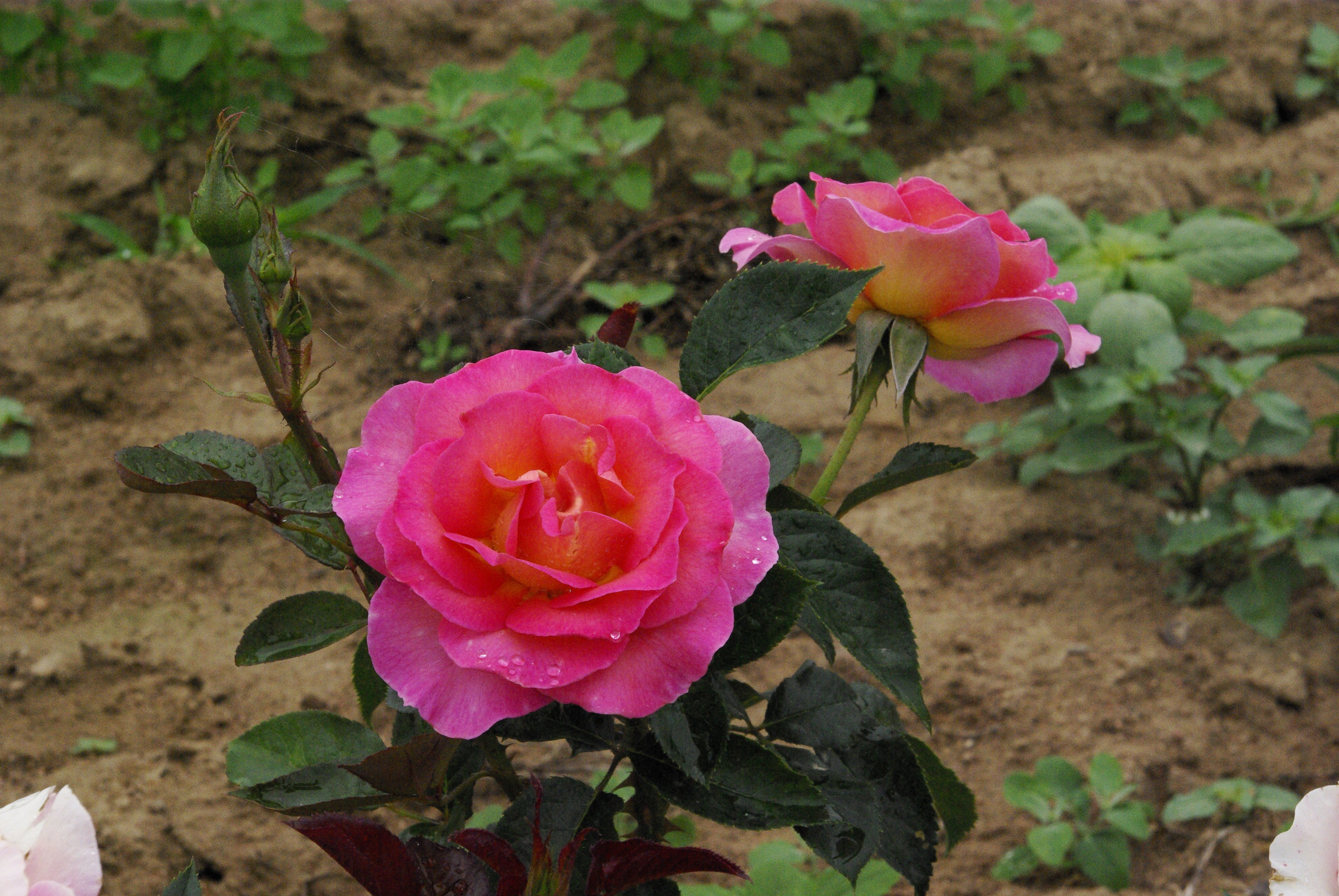 Edelrose - Pink Paradise®