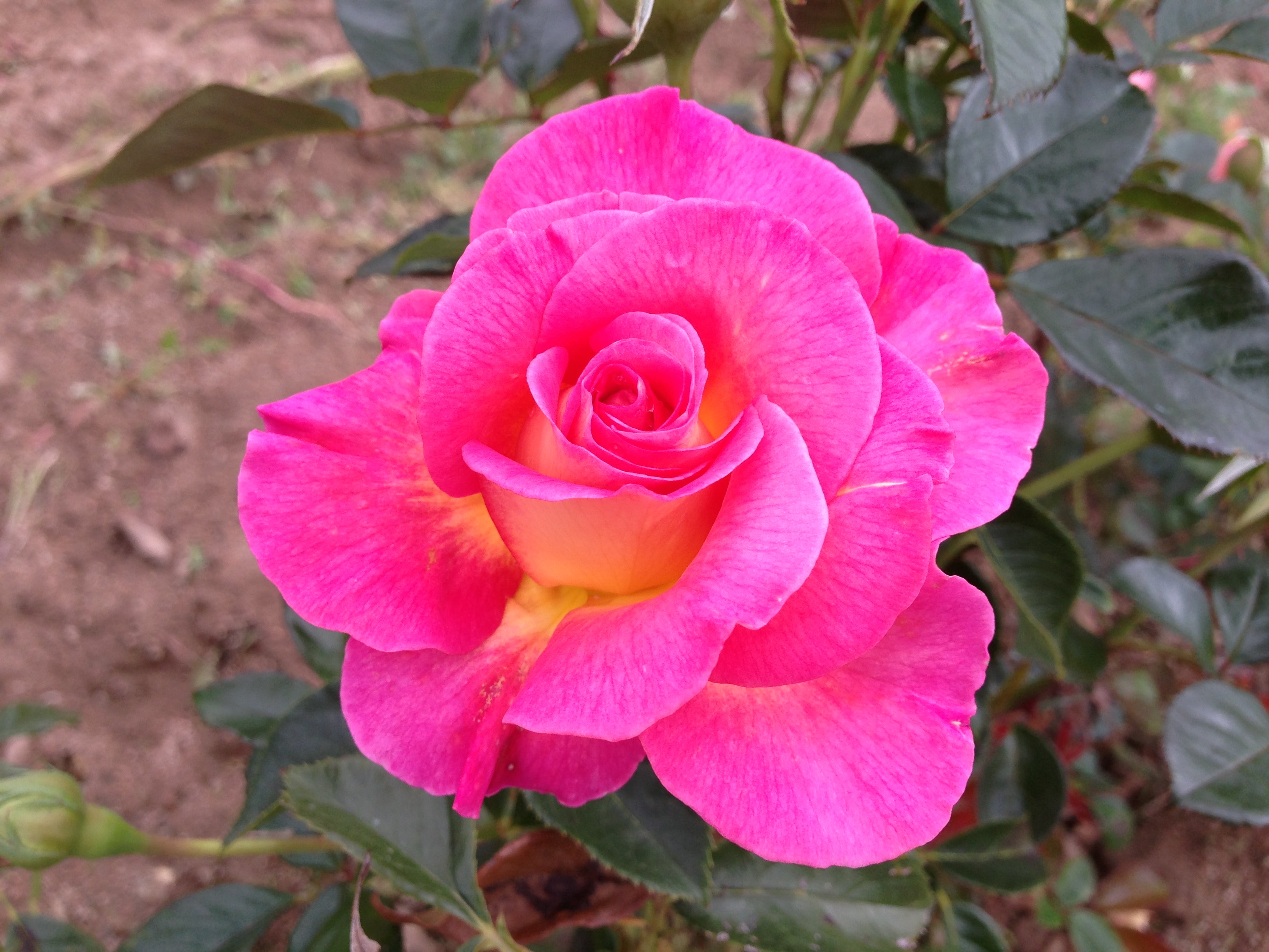 Edelrose - Pink Paradise®
