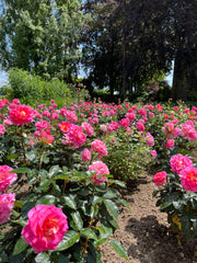 Edelrose - Pink Paradise®