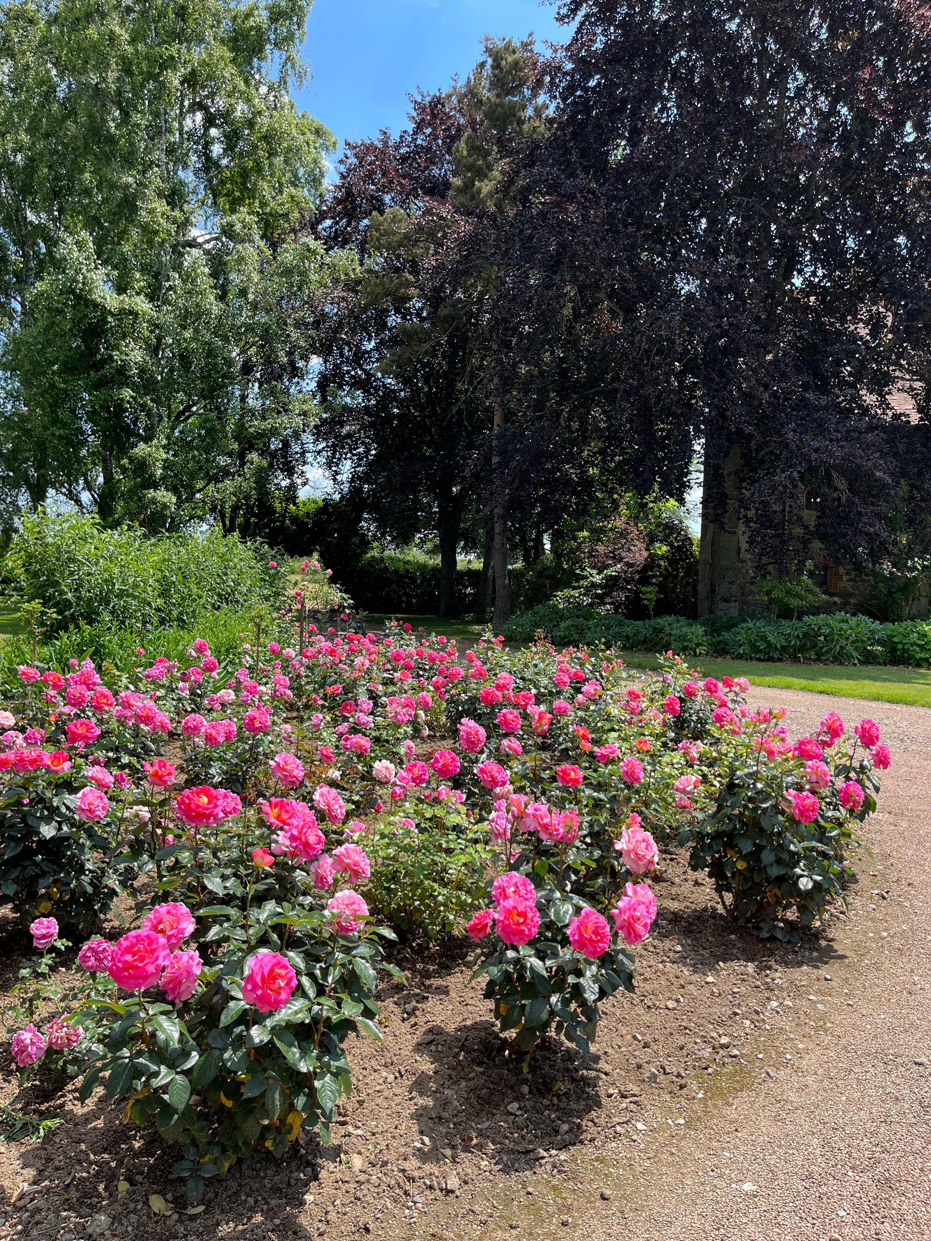 Edelrose - Pink Paradise®