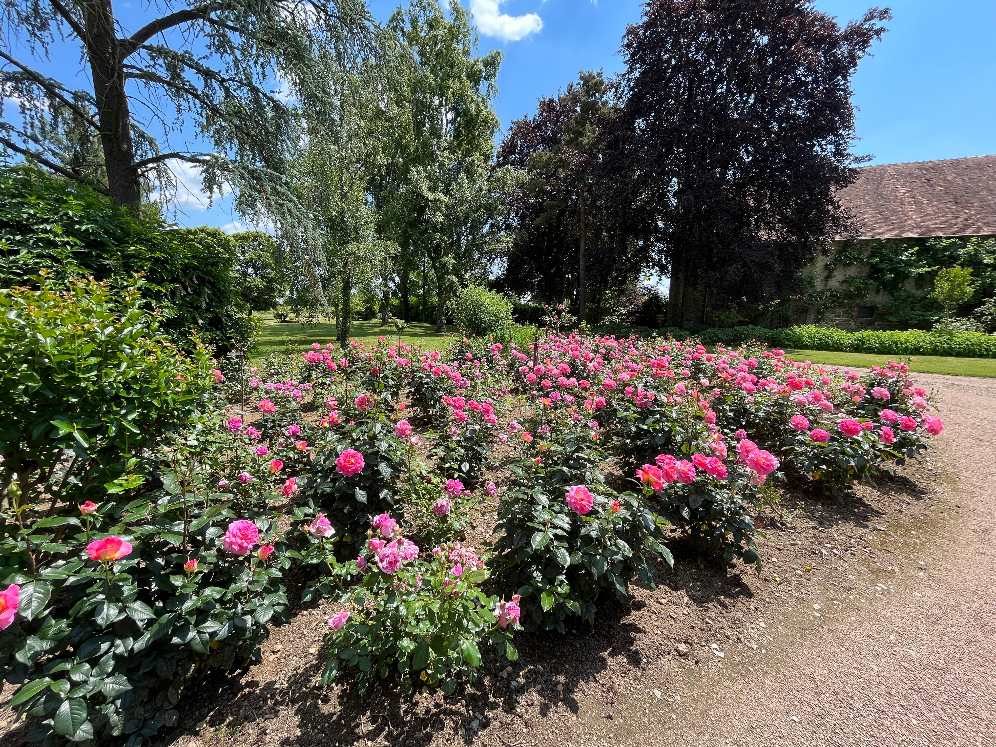 Edelrose - Pink Paradise®