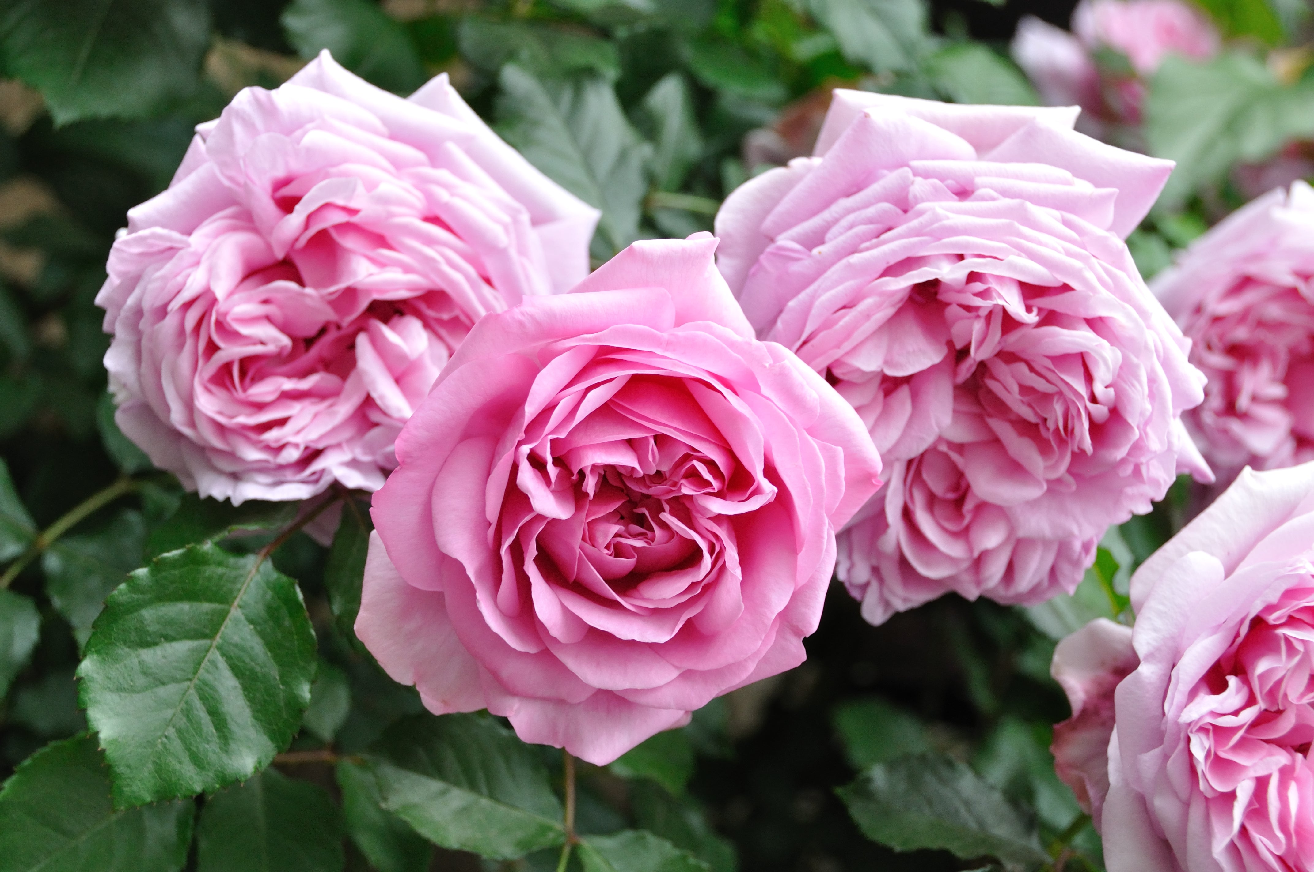 Hybrid Tea Rose - Pompadour®