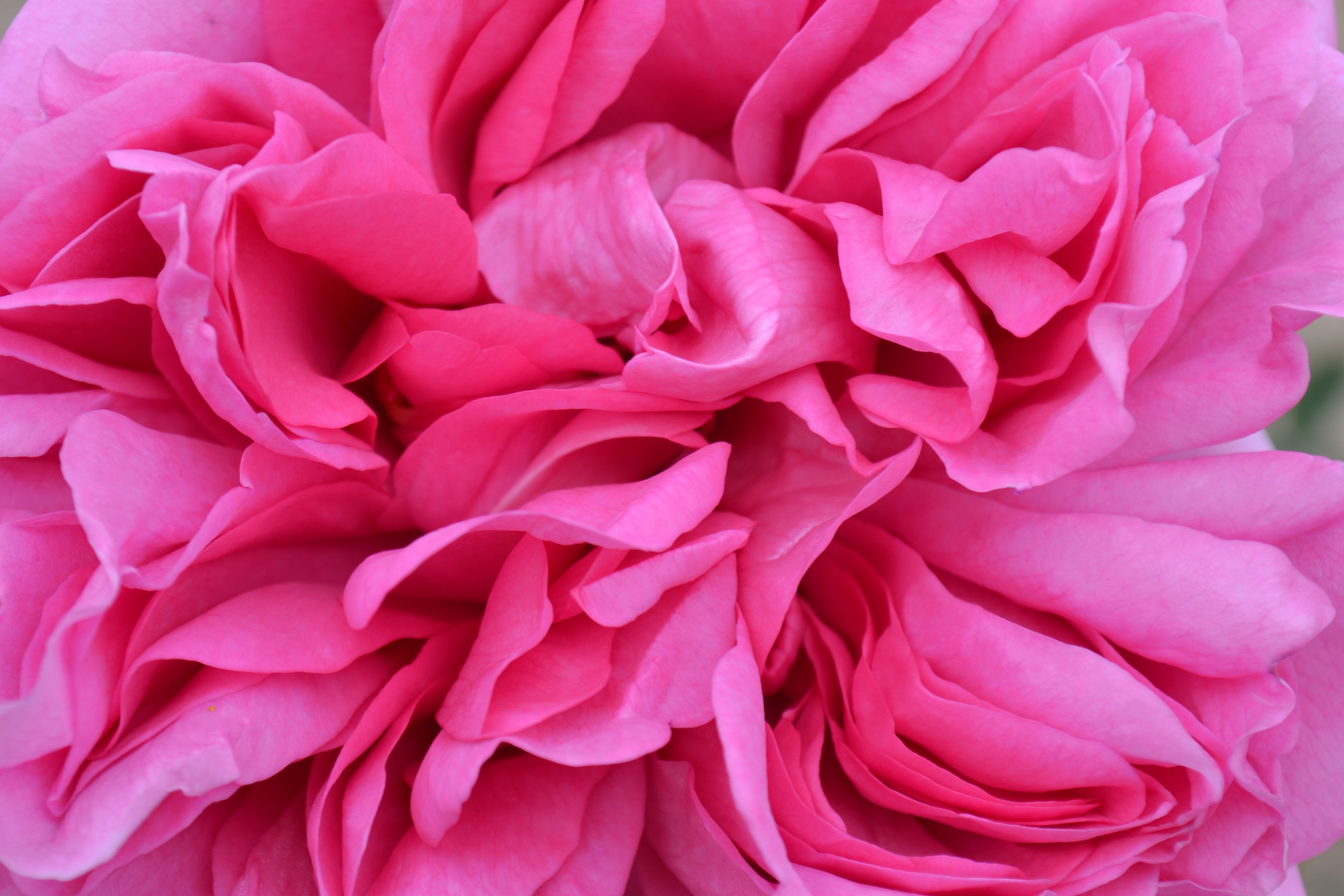 Hybrid Tea Rose - Pompadour®