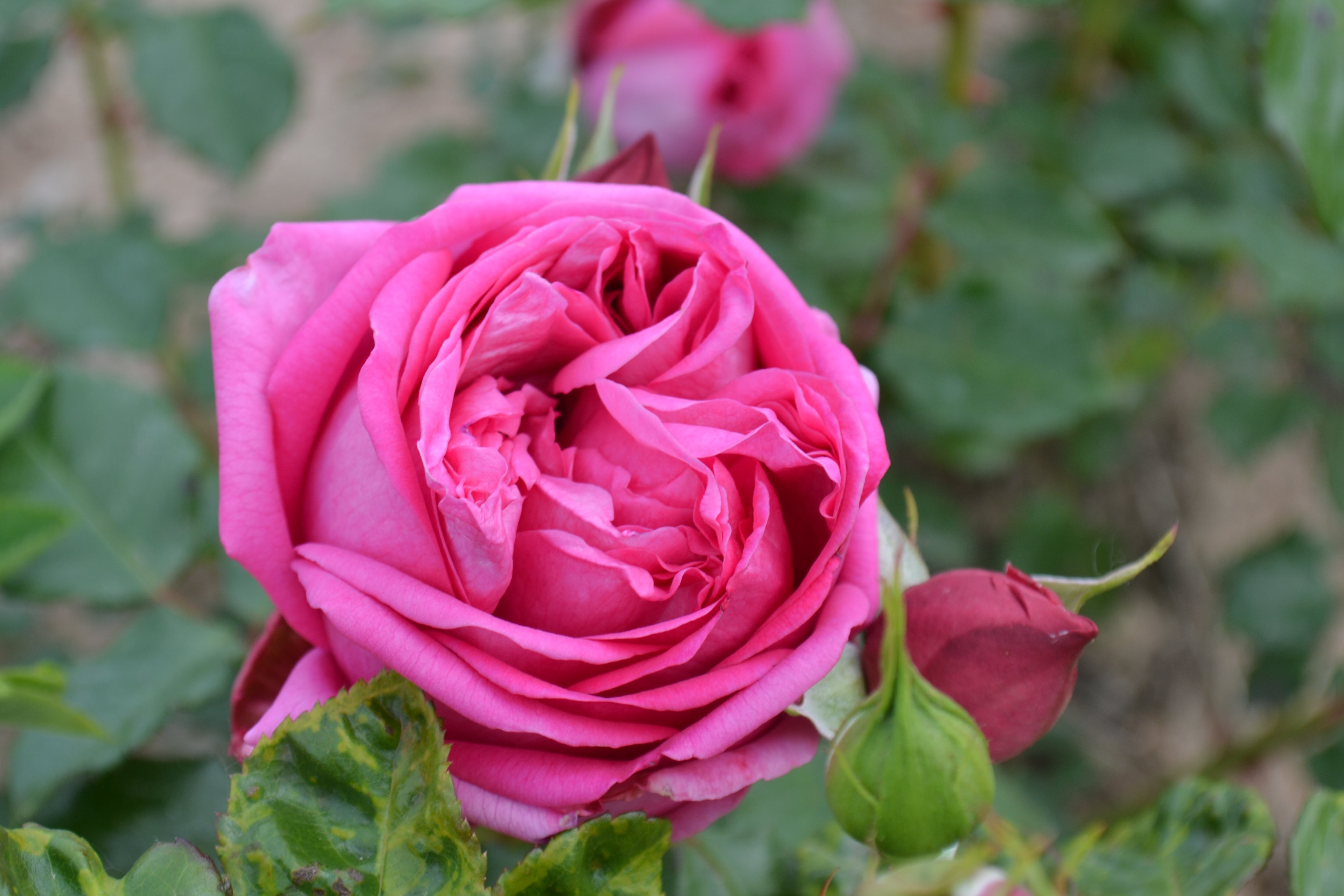 Hybrid Tea Rose - Pompadour®