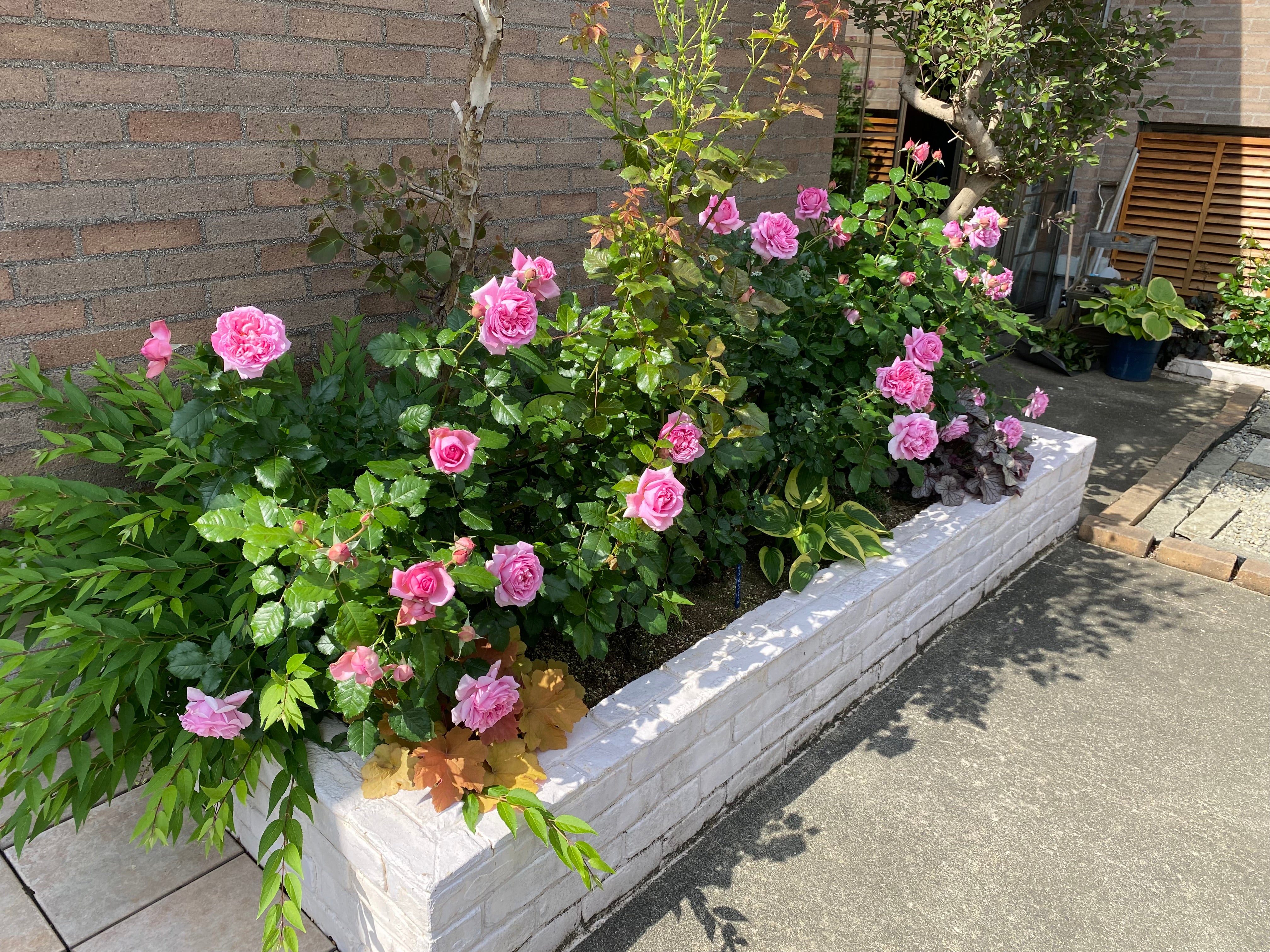 Hybrid Tea Rose - Pompadour®
