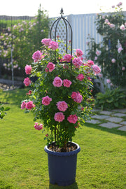 Hybrid Tea Rose - Pompadour®