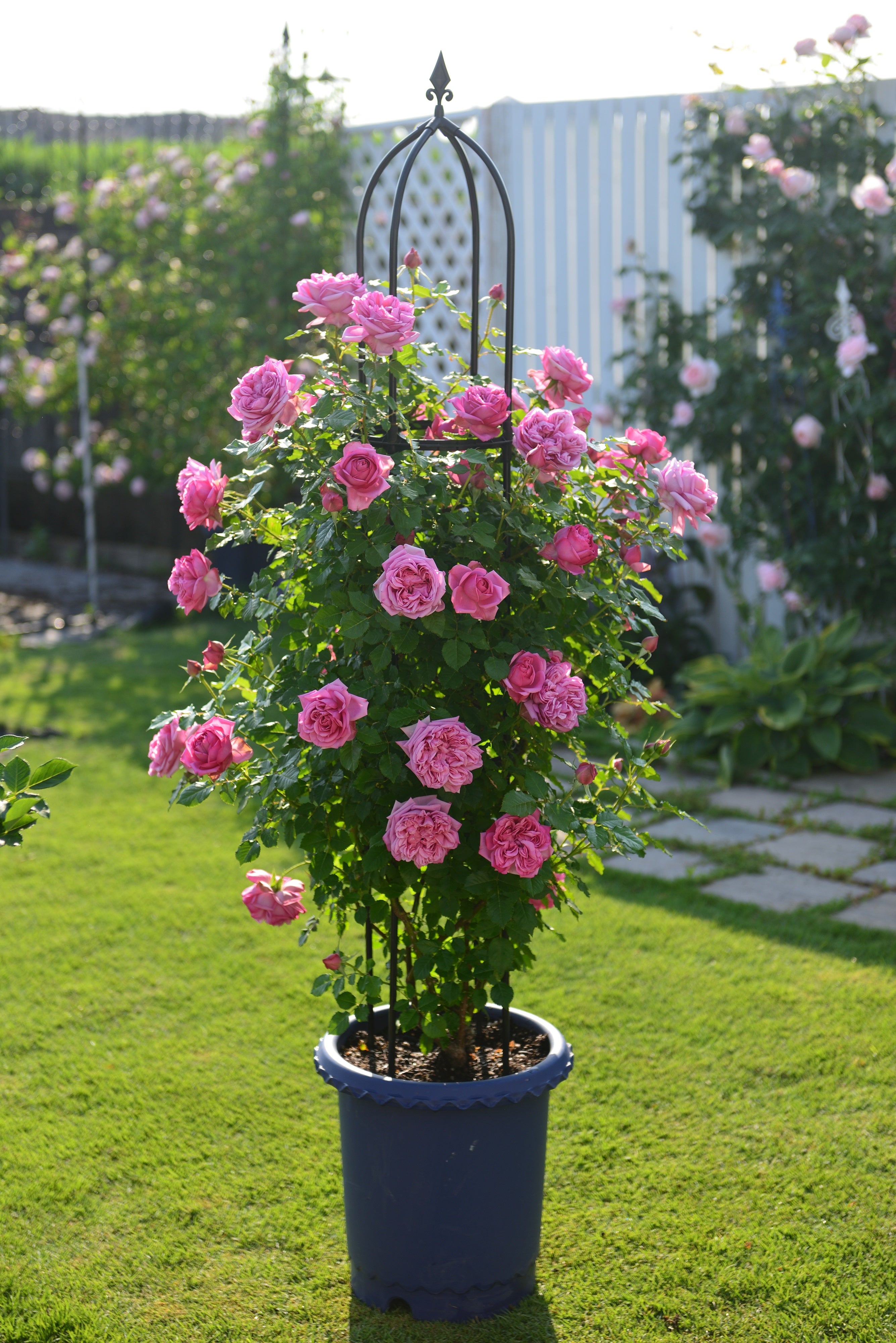 Hybrid Tea Rose - Pompadour®
