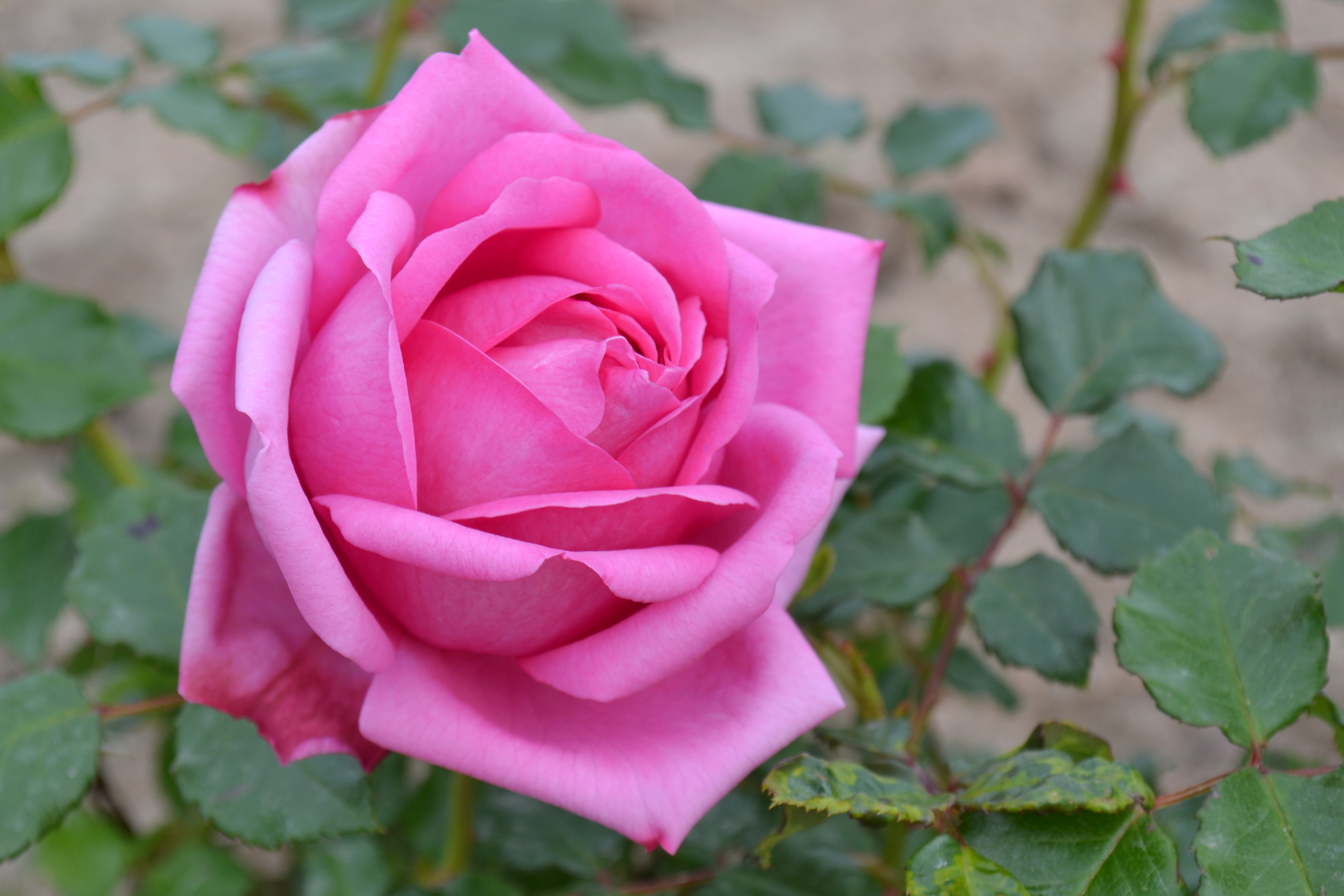 Hybrid Tea Rose - Pompadour®