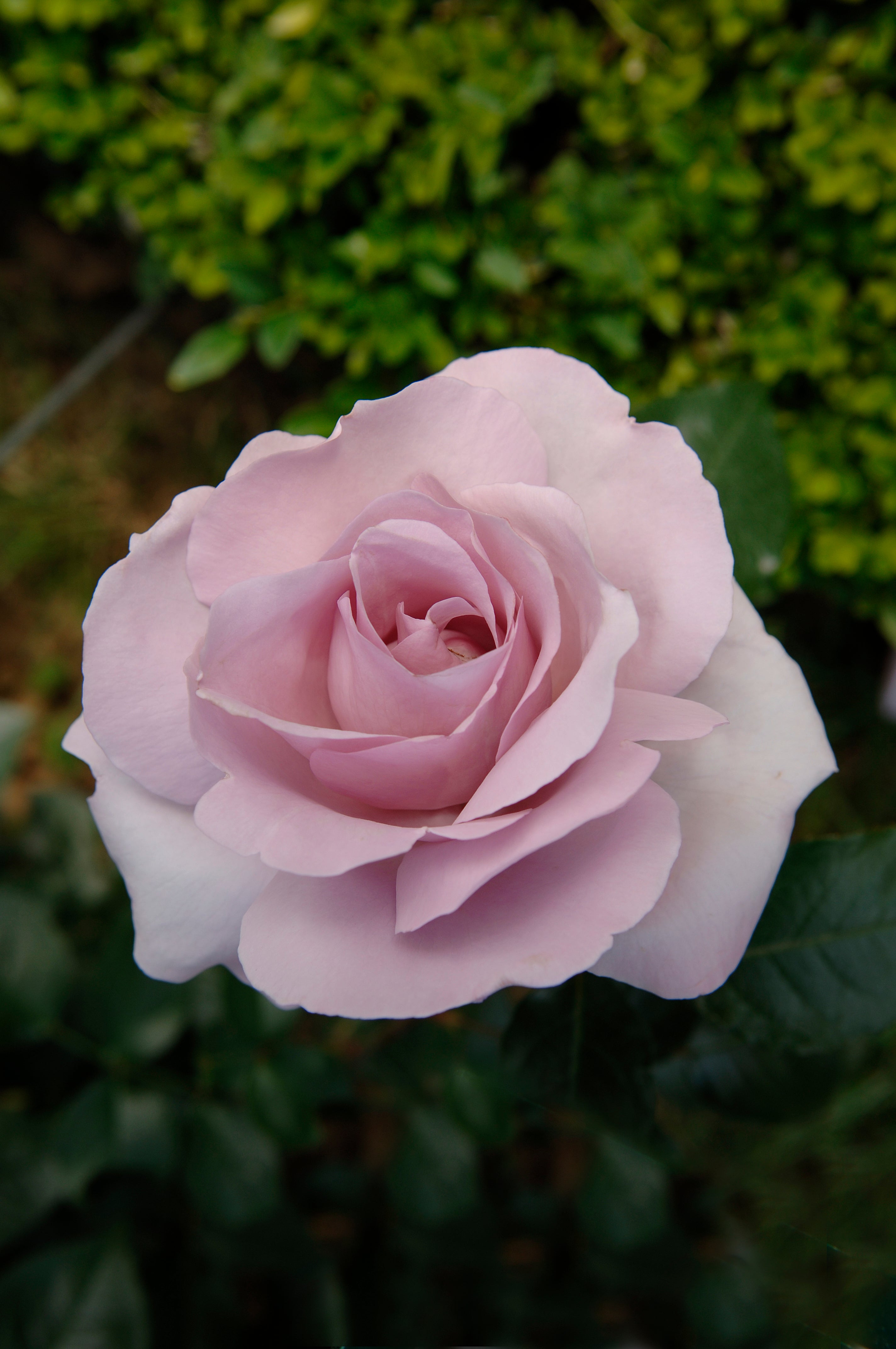 Floribunda Rose - Synactif by Shiseido®