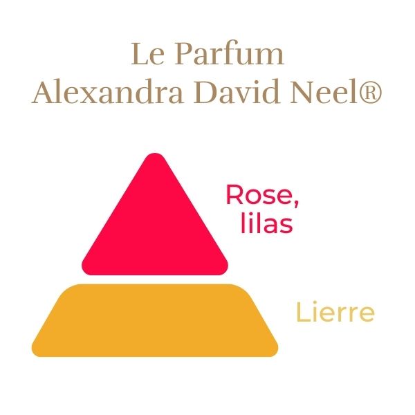 Floribunda Rose - Alexandra David Neel®
