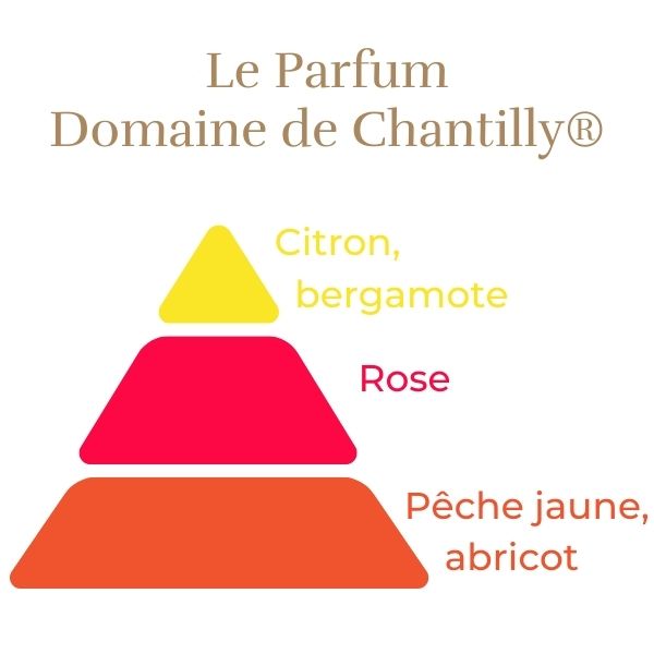 Floribunda Rose - Domaine de Chantilly®