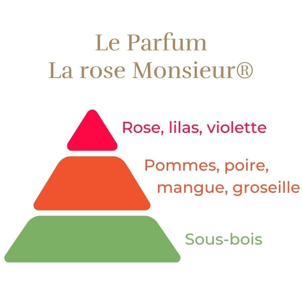 Rosier Hybride de Thé - La Rose Monsieur®