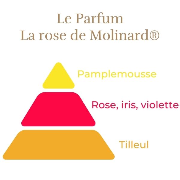 Floribunda Rose de Molinard®