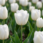 Tulip Triumph - White Dream - 12/+