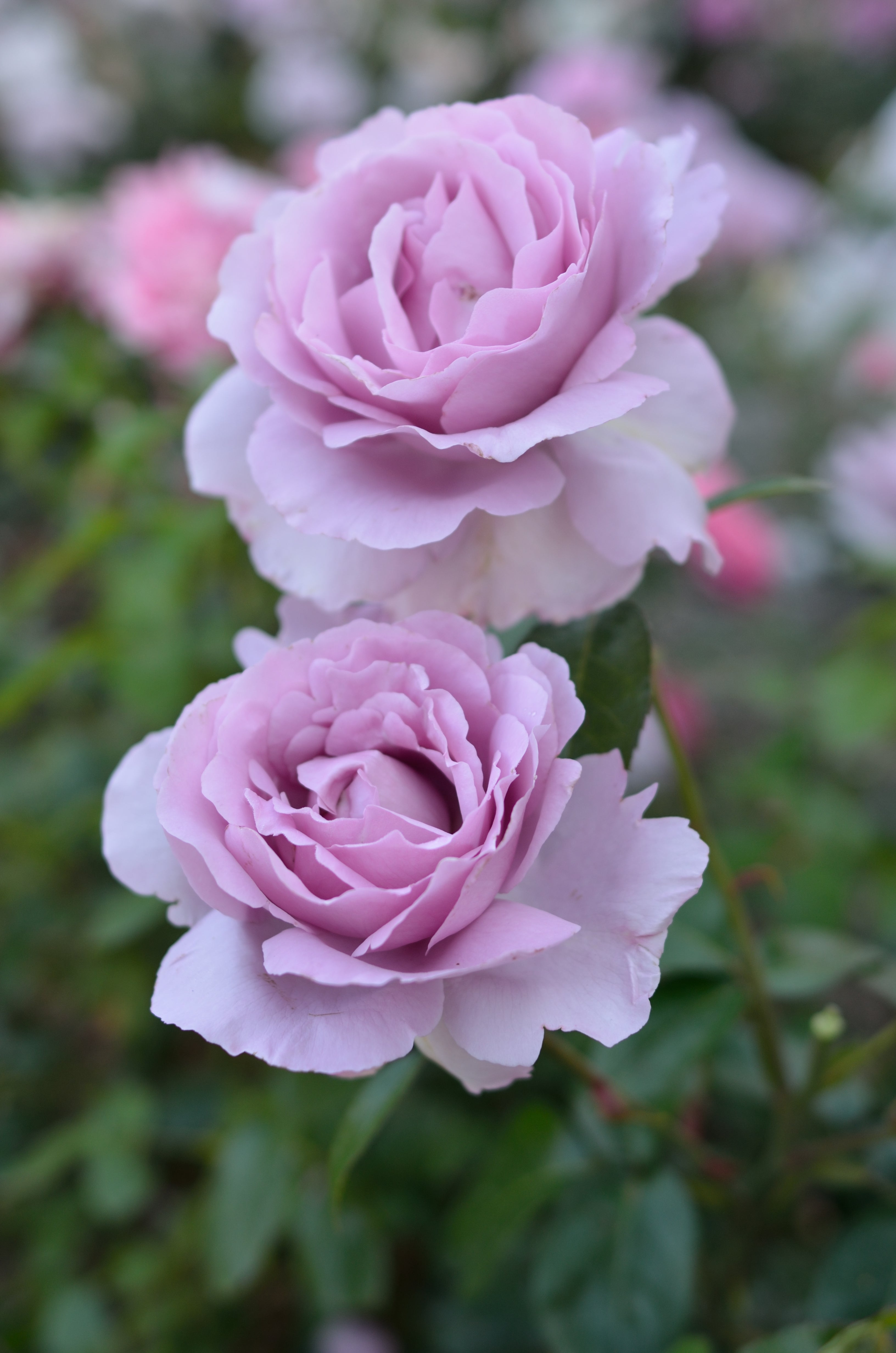 Floribunda Rose - Synactif by Shiseido®