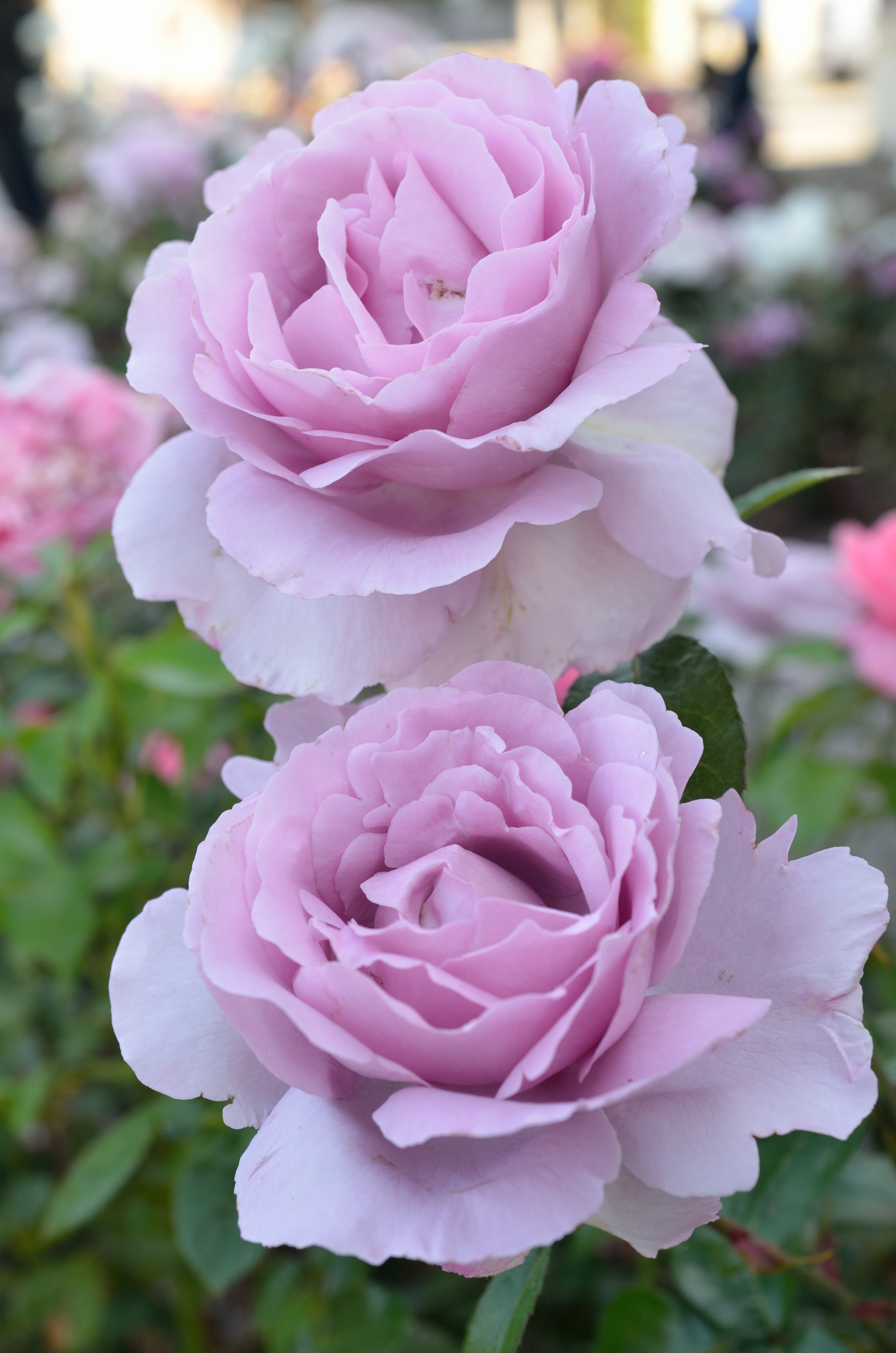 Floribunda Rose - Synactif by Shiseido®
